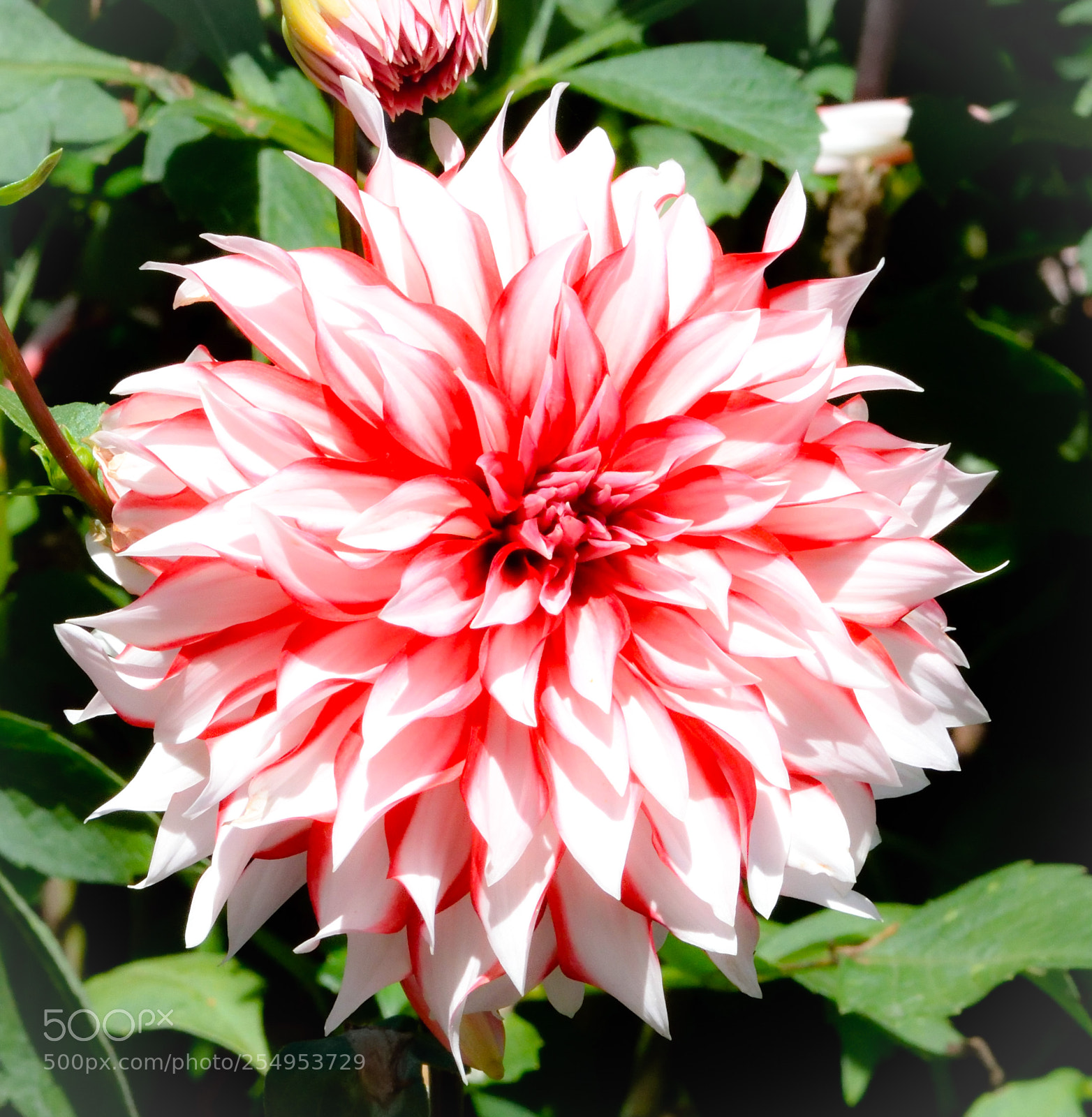 Nikon D3300 sample photo. Dahlia photography