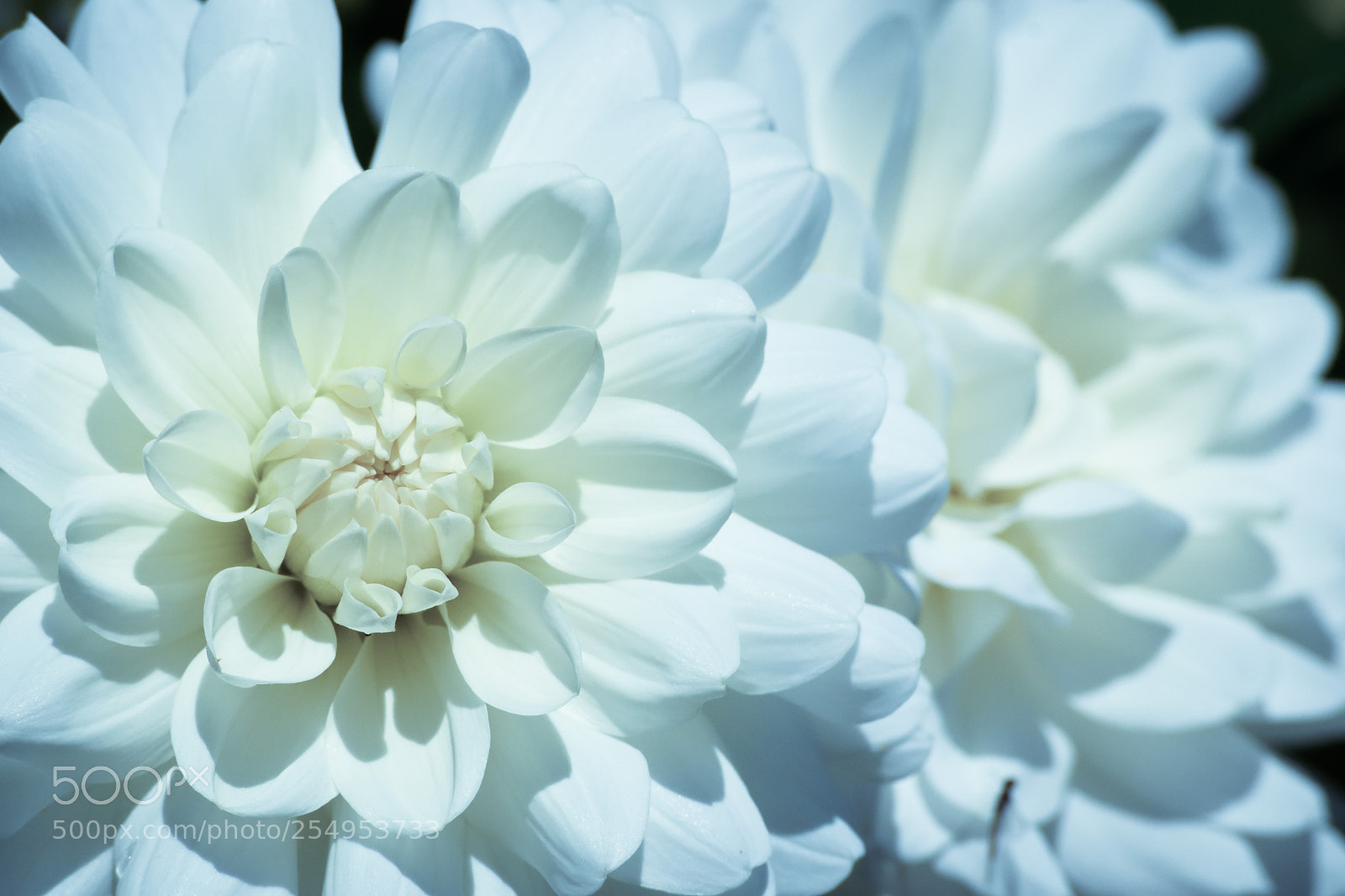 Nikon D3300 sample photo. White wedding blooms photography