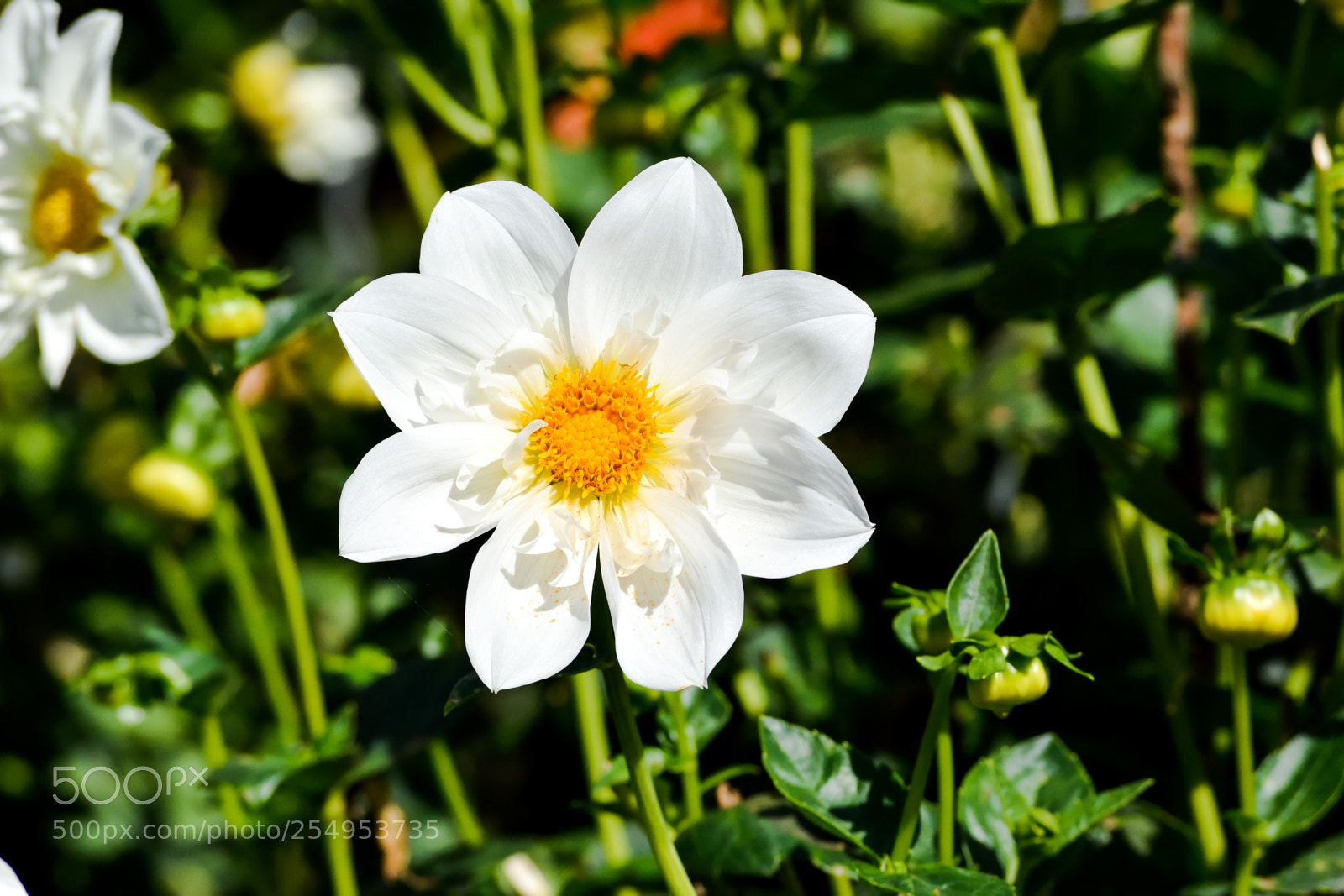 Nikon D3300 sample photo. White flower among greens photography
