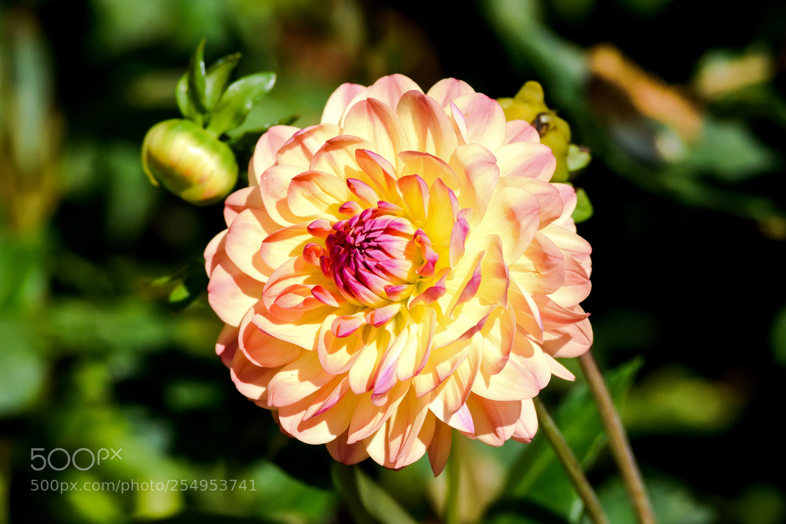 Nikon D3300 sample photo. Yellow pink flower among photography