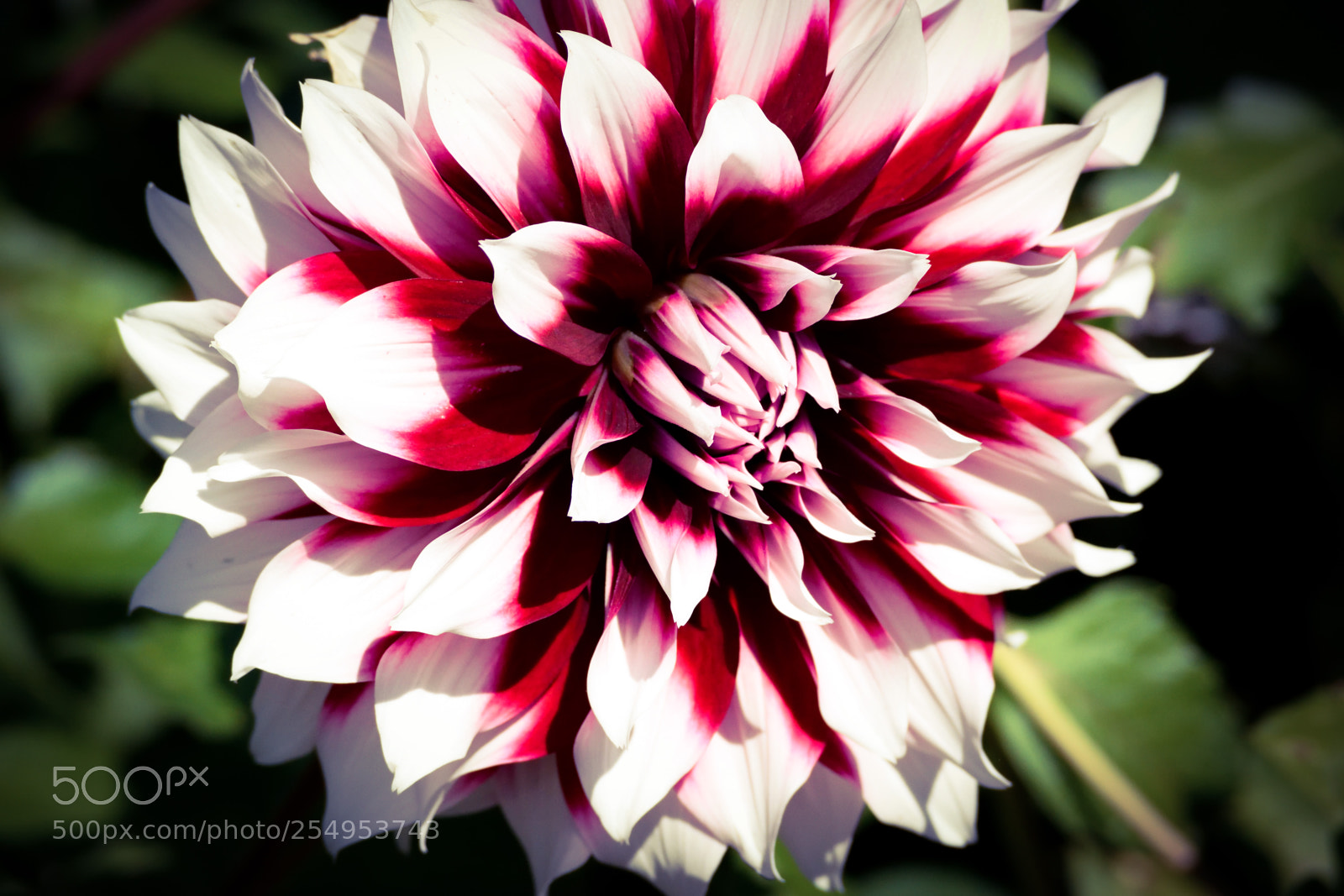 Nikon D3300 sample photo. Gorgeous dahlia photography