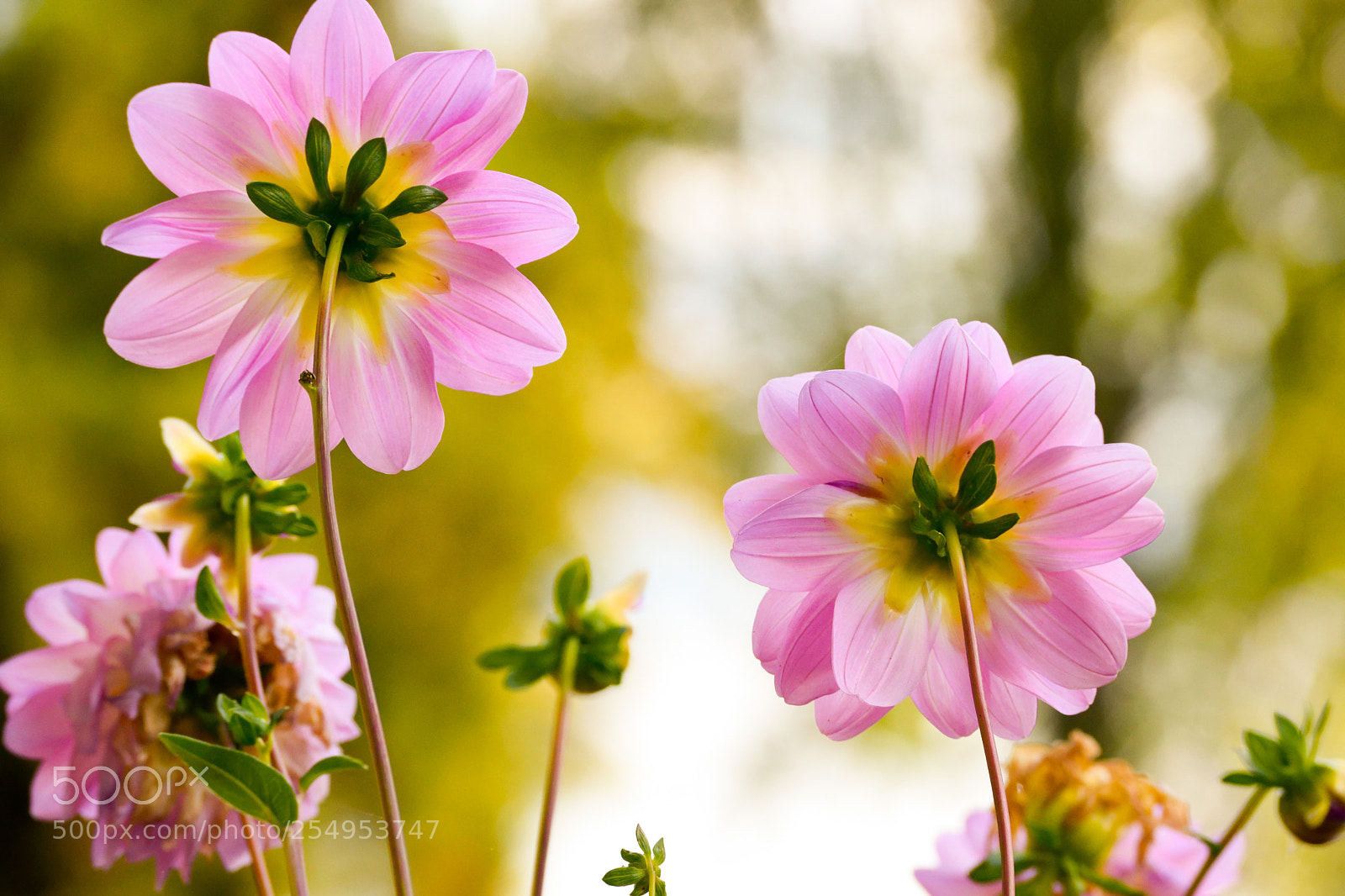 Nikon D3300 sample photo. Behind you blooms photography