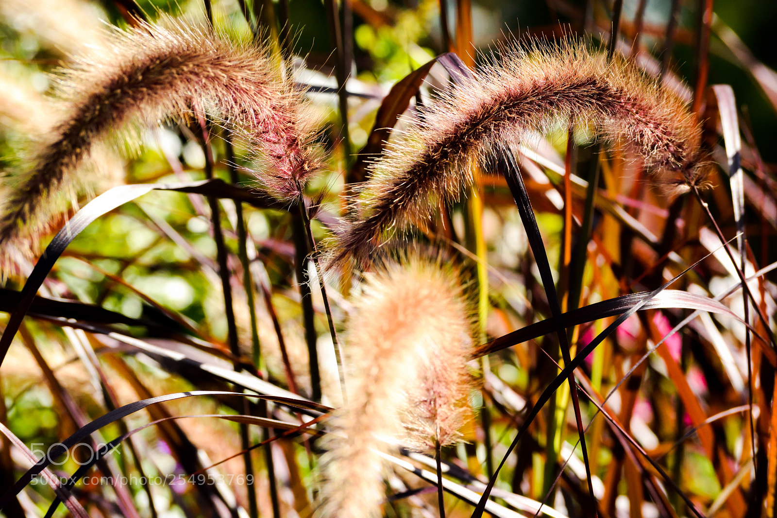 Nikon D3300 sample photo. Grasses up close photography