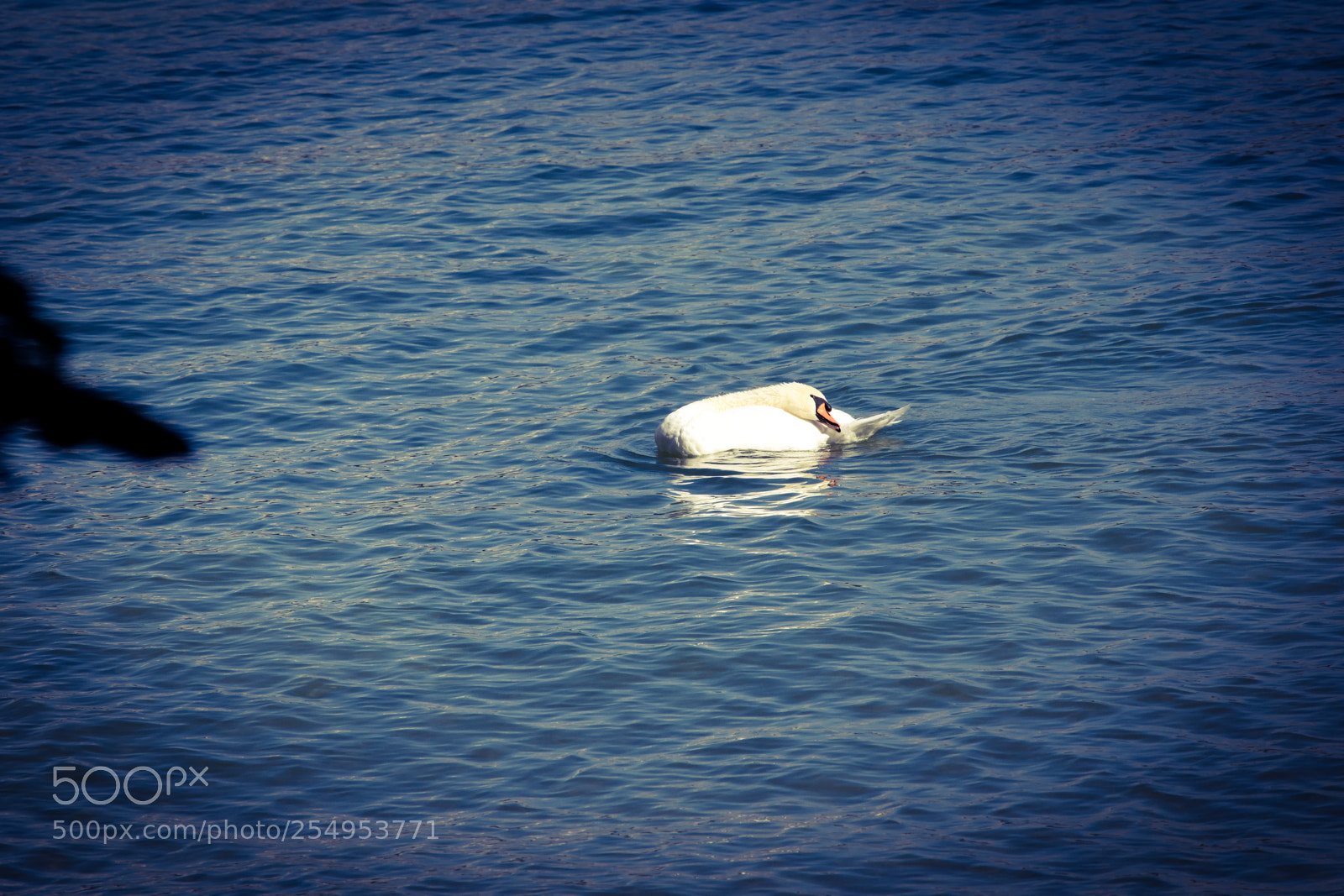 Nikon D3300 sample photo. Swan swimming photography