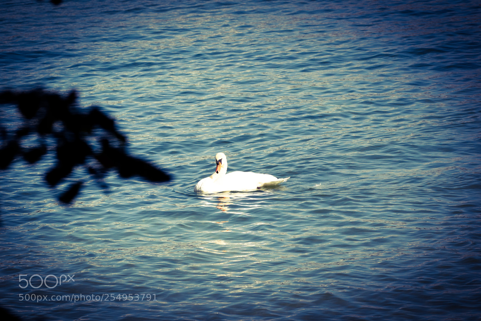 Nikon D3300 sample photo. Swan looking photography
