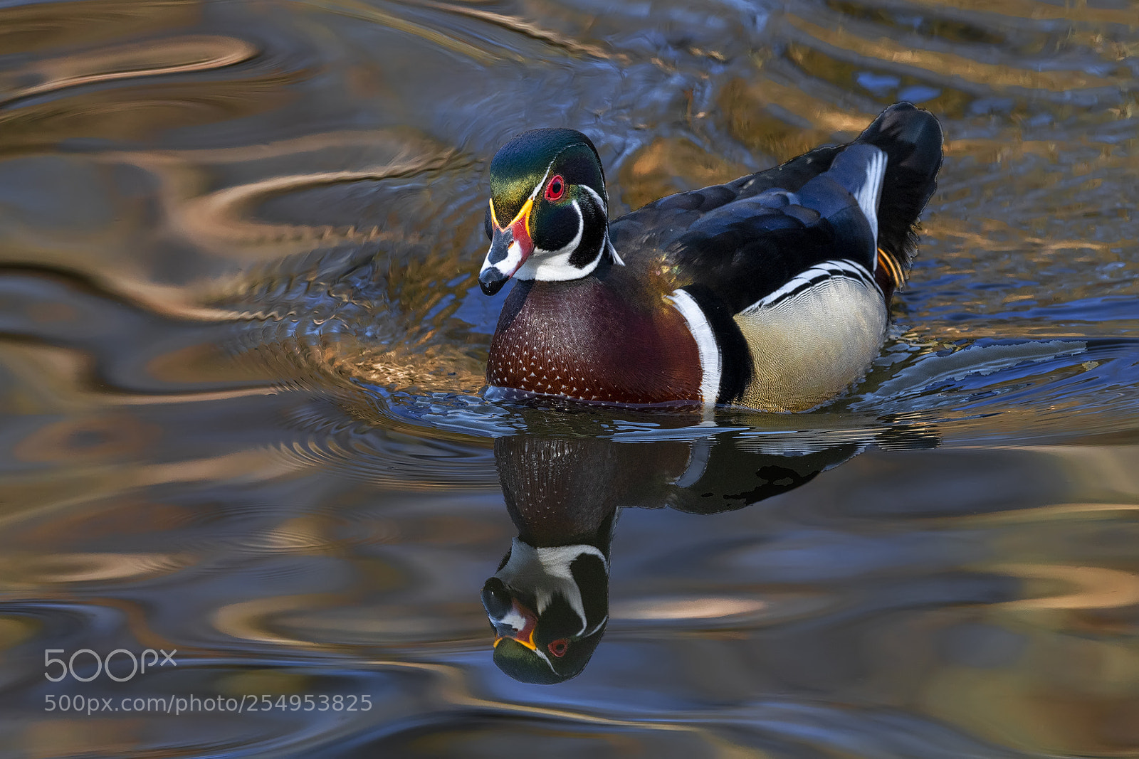 Nikon D850 sample photo. Wood duck drake reflection photography