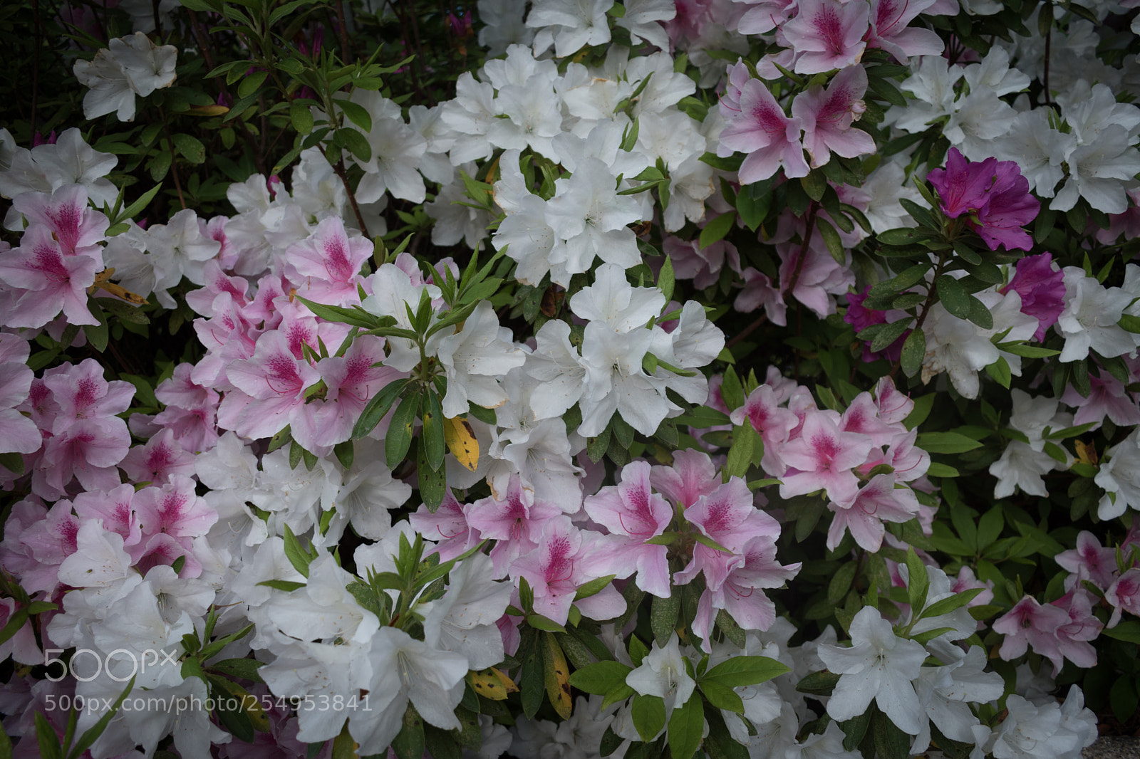Nikon D5600 sample photo. Blossom photography