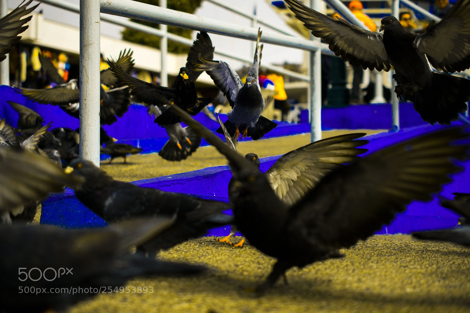Nikon D5300 sample photo. Chaotics photography