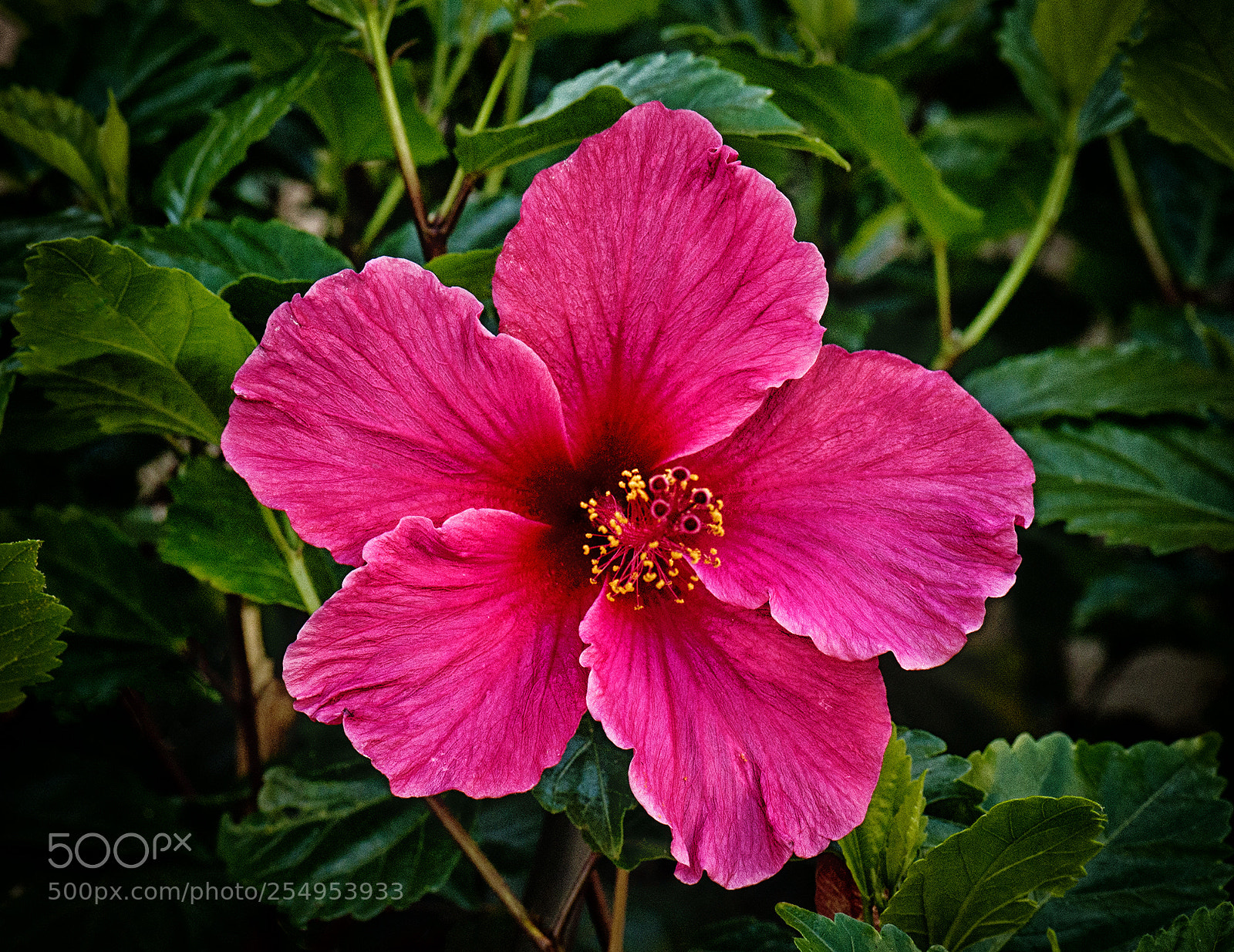 Nikon D610 sample photo. Pink hibiscus photography