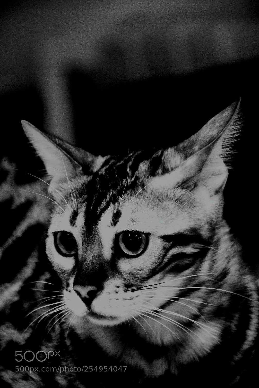 Canon EOS 700D (EOS Rebel T5i / EOS Kiss X7i) sample photo. Like a cheetah. photography