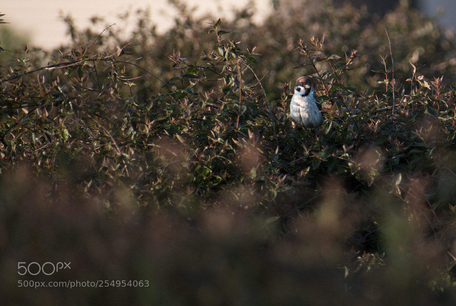Nikon D5600 sample photo. Sparrow? photography