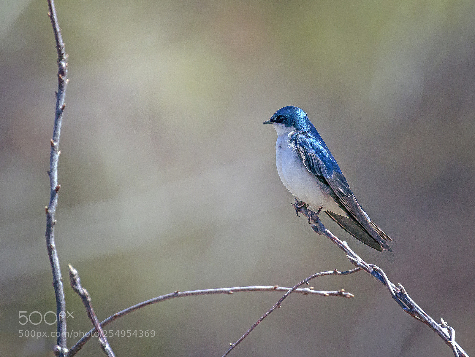 Canon EOS 7D Mark II sample photo. Posing barn swallow photography