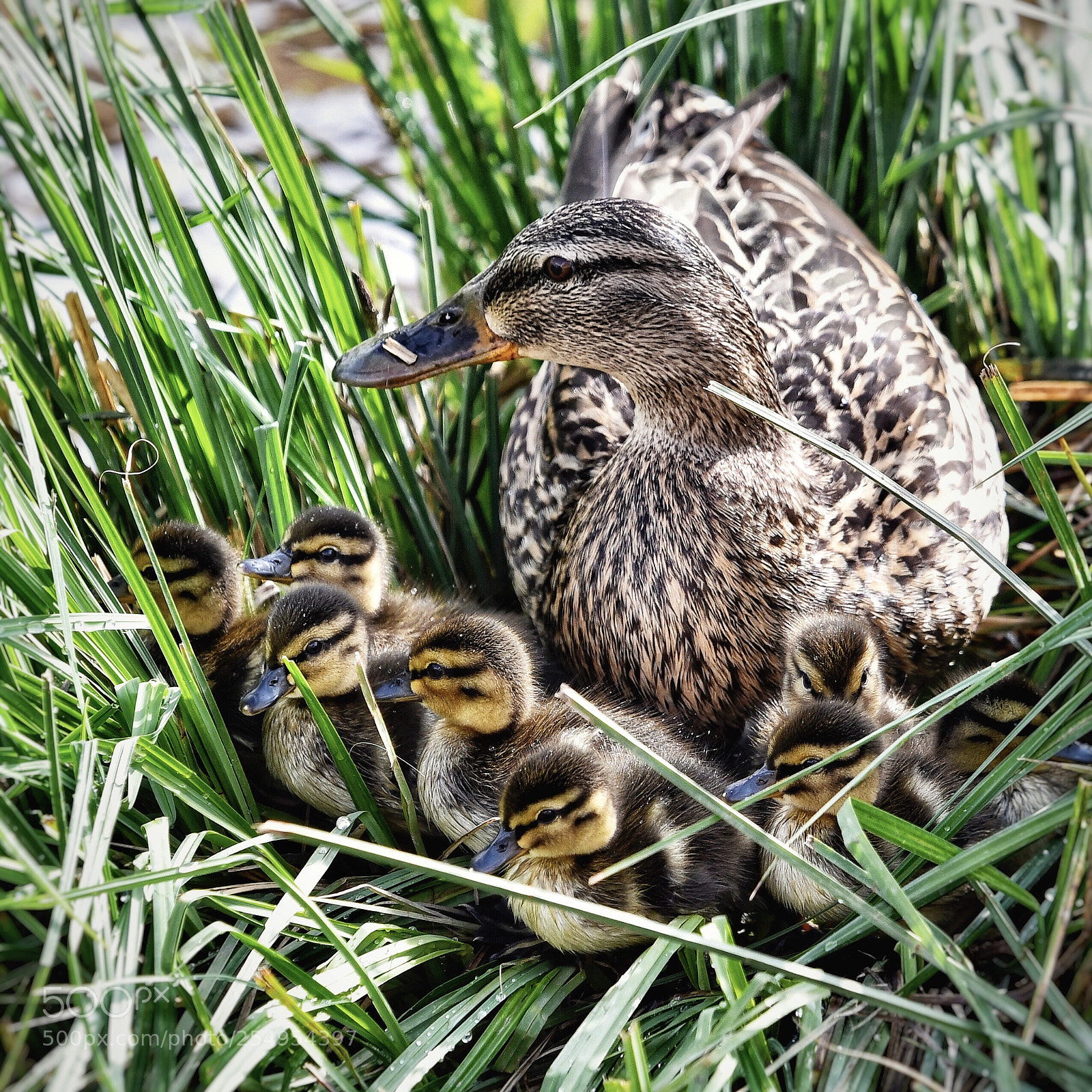Nikon D850 sample photo. Duck family photography
