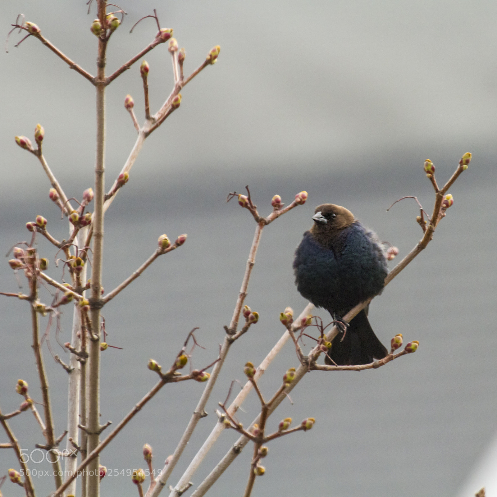 Canon EOS 7D sample photo. Brown-headed cowbird photography