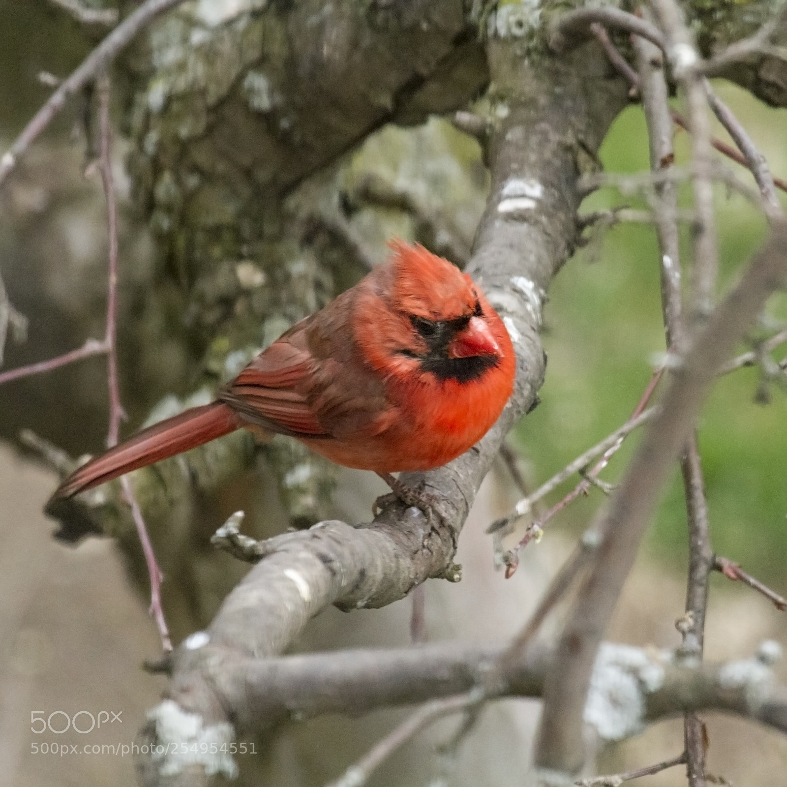 Canon EOS 7D sample photo. Northern cardinal male photography