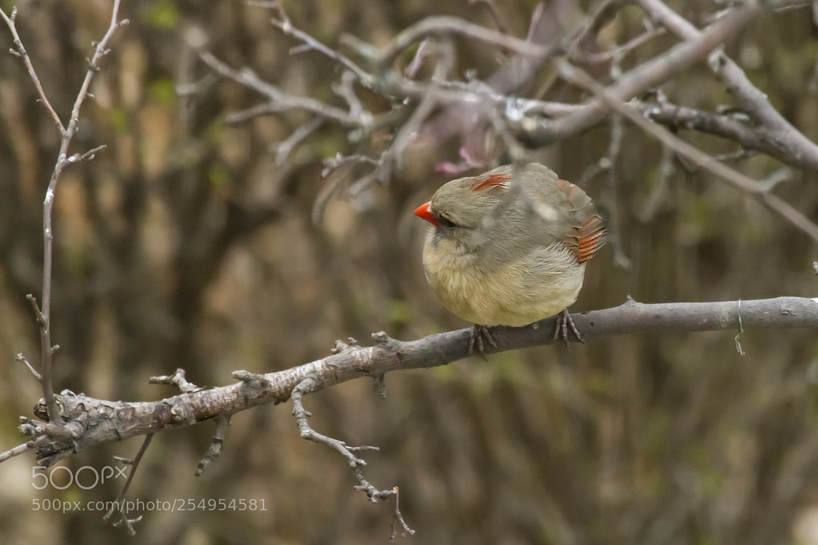 Canon EOS 7D sample photo. Female northern cardinal photography