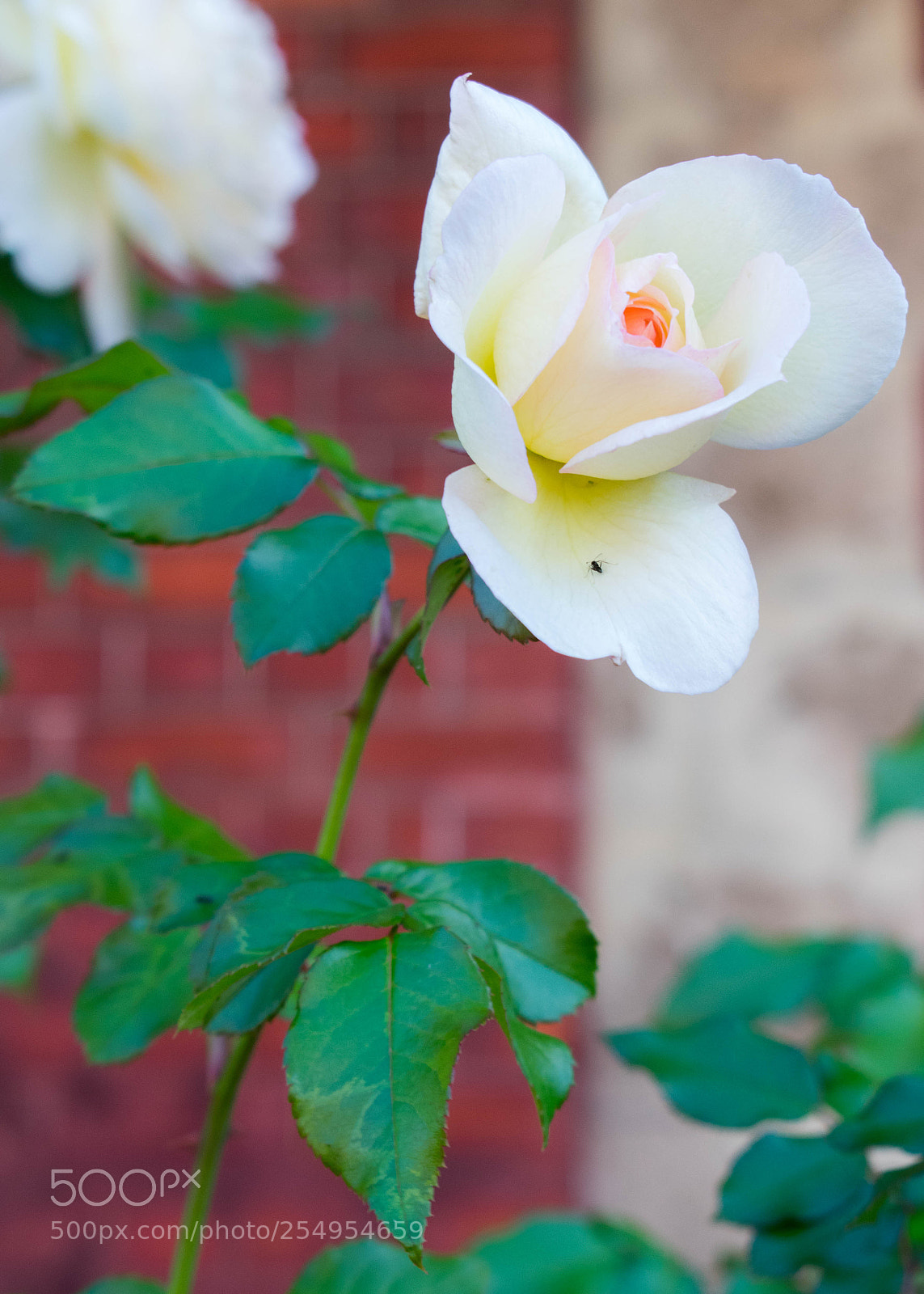 Nikon D3400 sample photo. White rose photography
