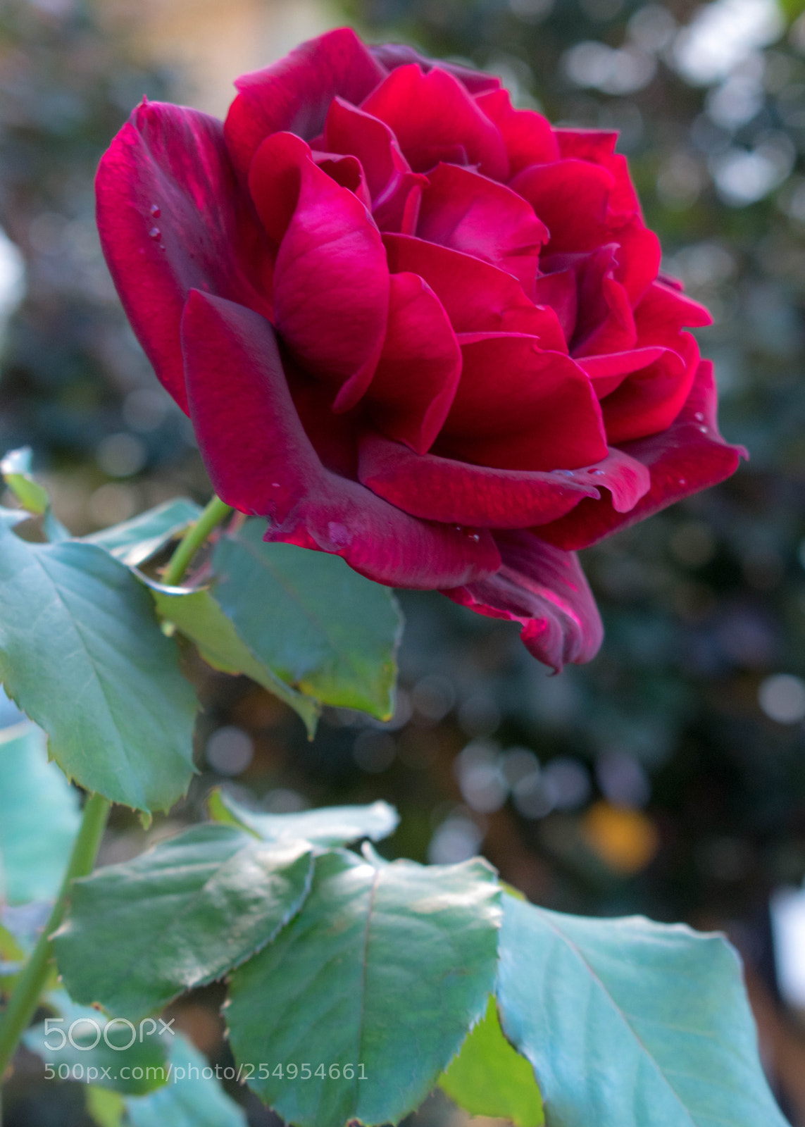Nikon D3400 sample photo. Red rose photography