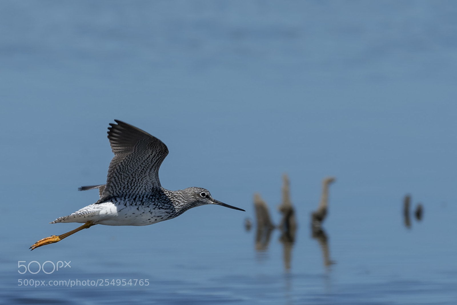 Nikon D850 sample photo. Yellow legs photography