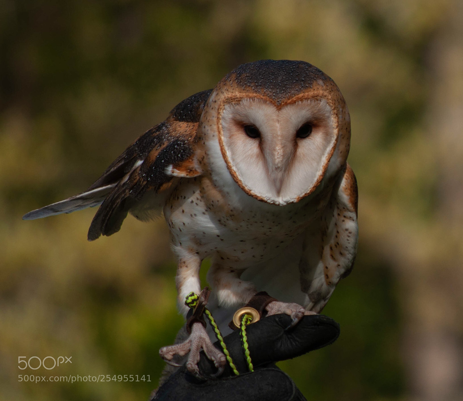 Nikon D90 sample photo. Barn owl photography