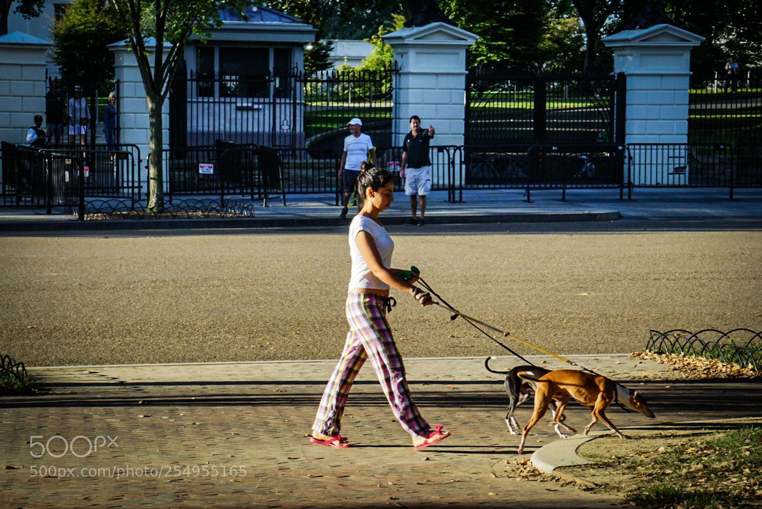 Sony a6000 sample photo. Dog walking in front photography