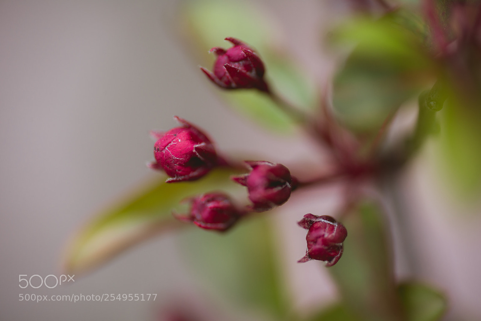 Nikon D800 sample photo. April print (of ) photography