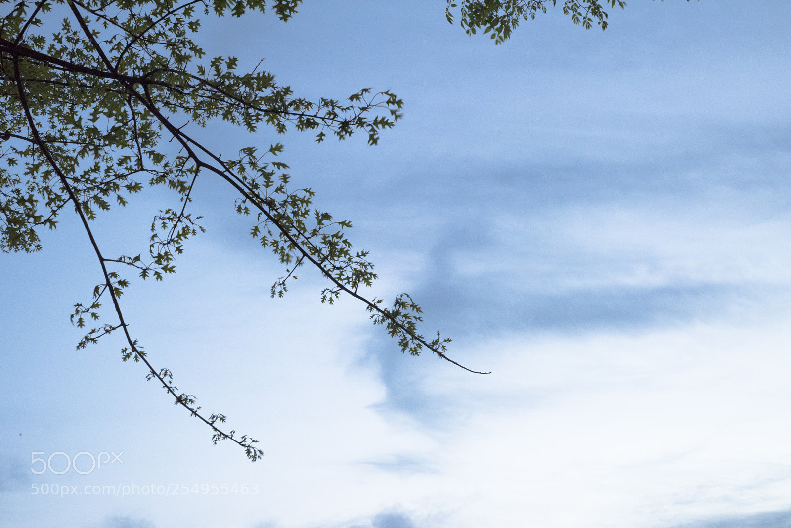 Nikon D810 sample photo. Lookup no.3 photography