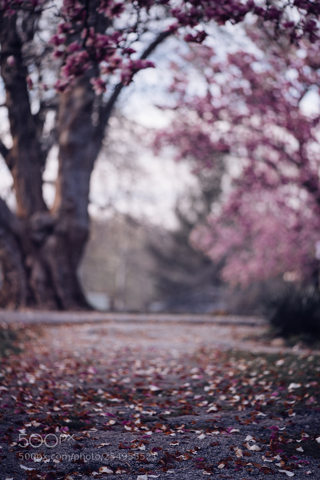 Nikon D850 sample photo. 112/365 photography