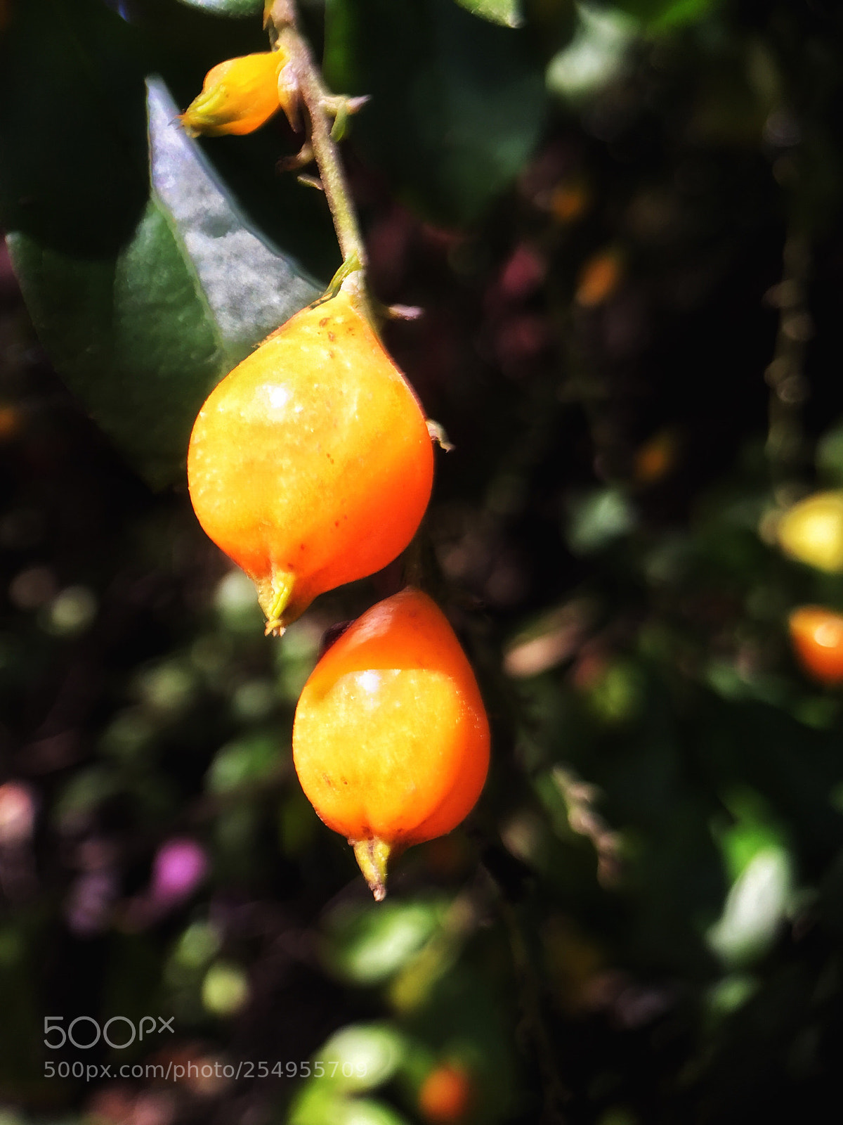 Apple iPhone 6 Plus sample photo. Yellow photography