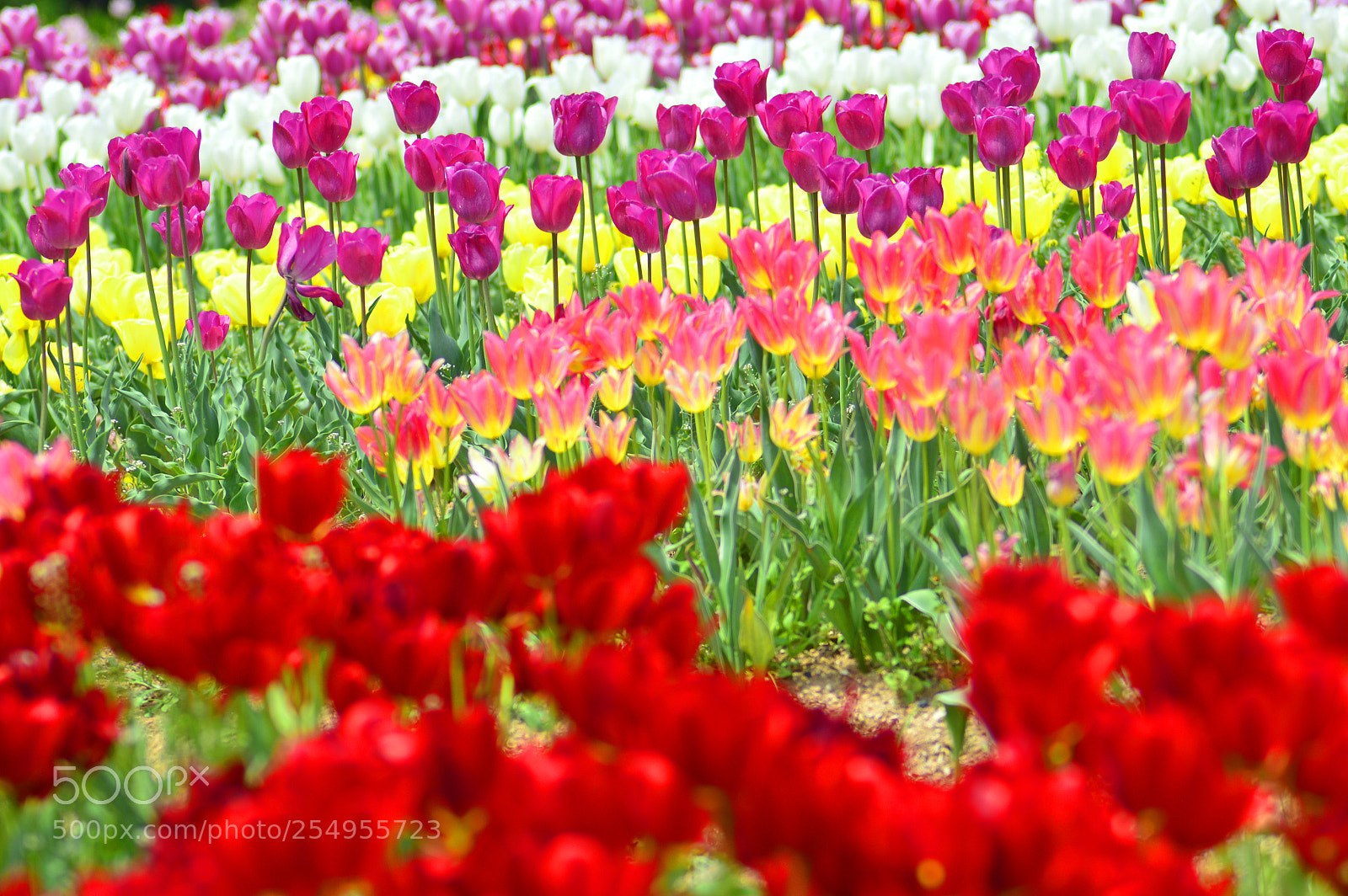 Nikon D3200 sample photo. Spring......flowers photography