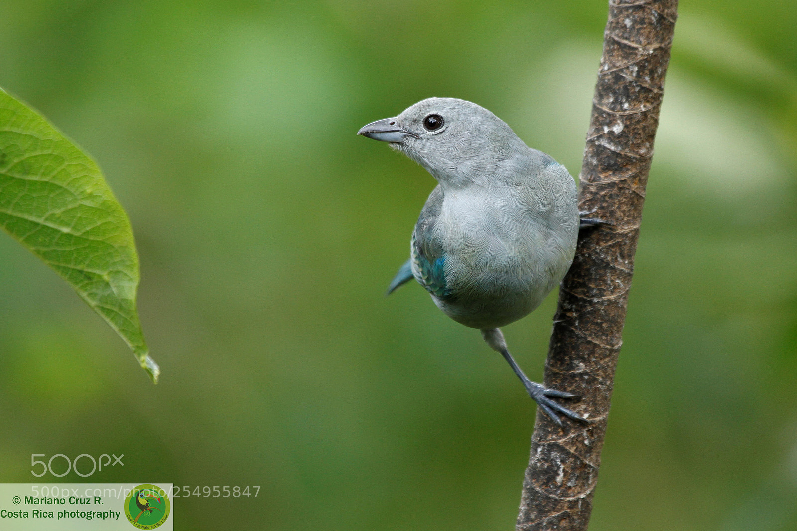Canon EOS 7D sample photo. Blue-gray tanager photography