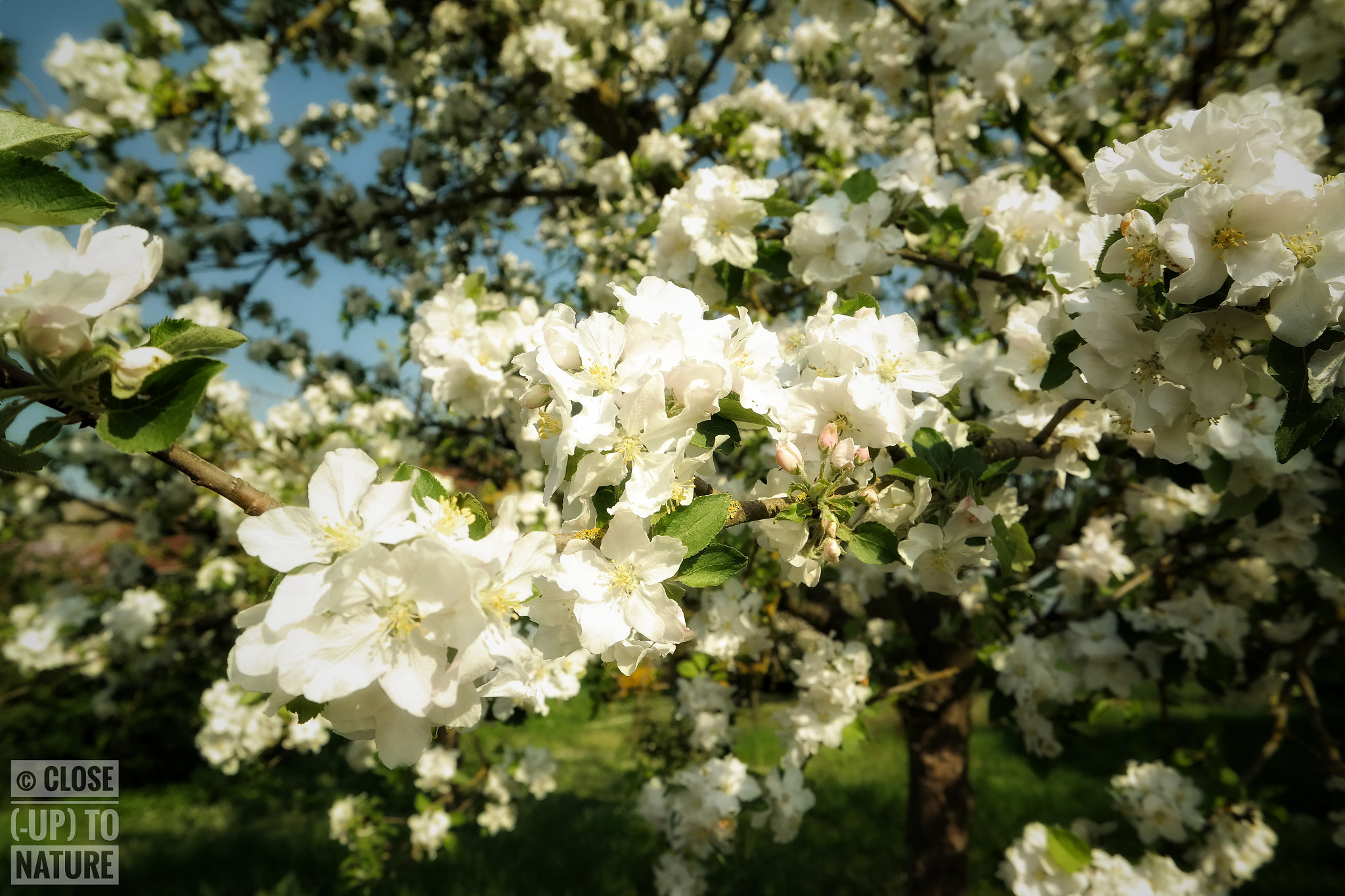Samsung NX300M sample photo. Apple tree photography