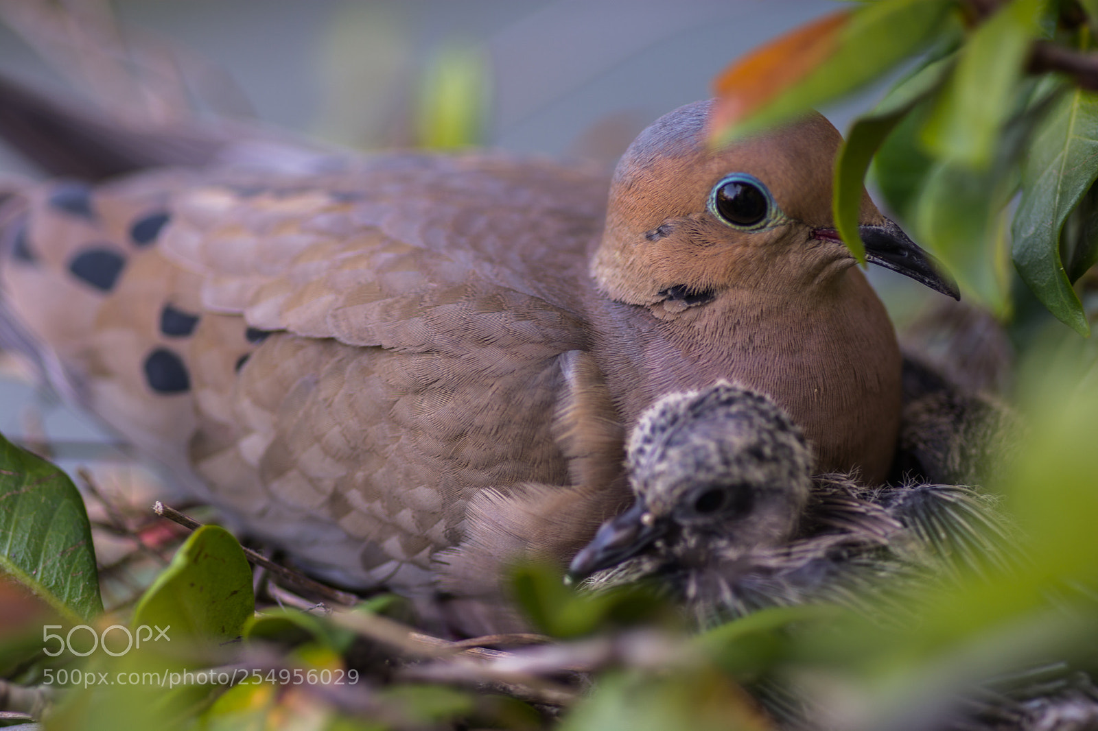 Nikon D7100 sample photo. On the wing photography