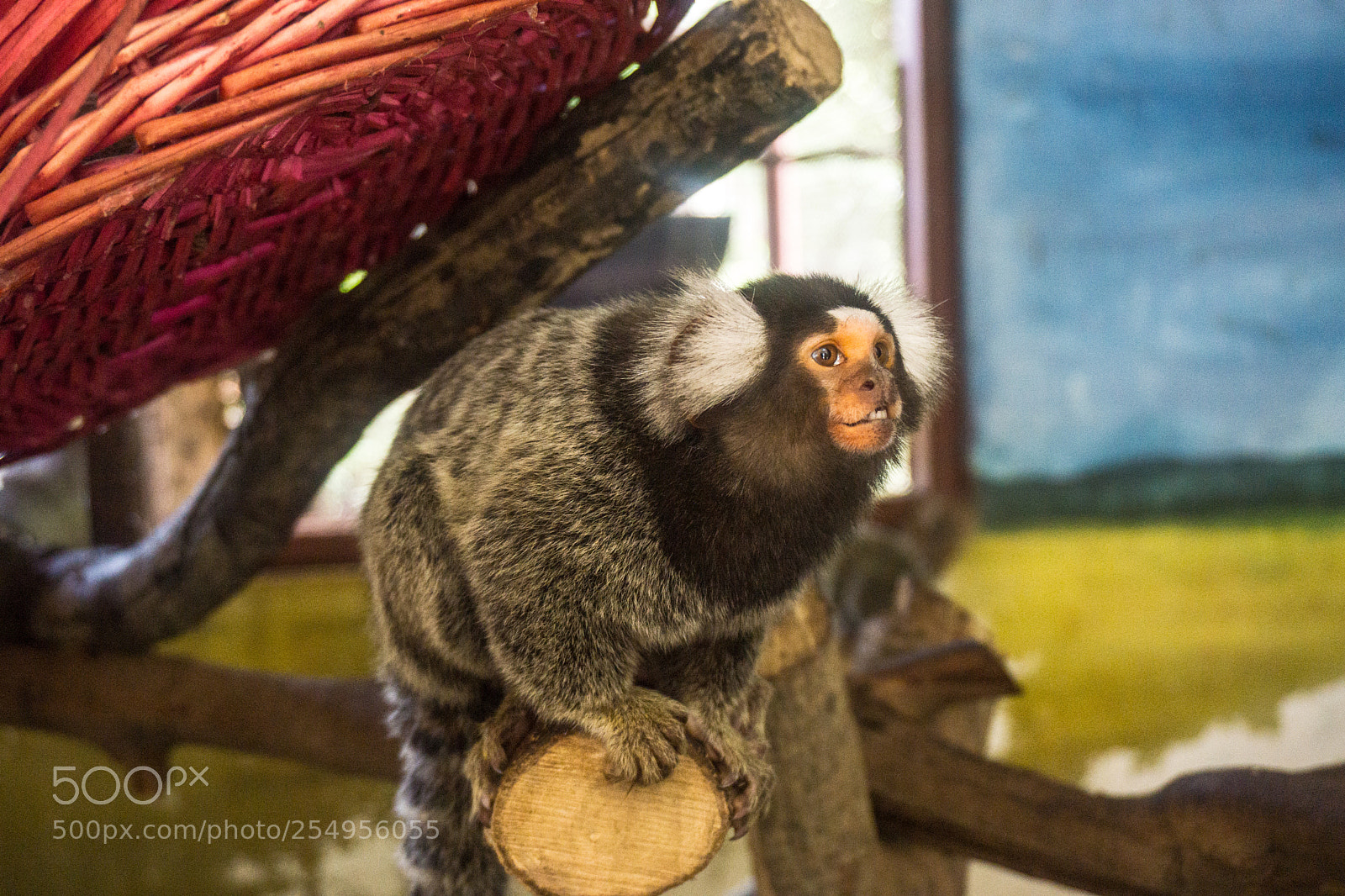 Sony a6000 sample photo. Little monkey in zoo photography