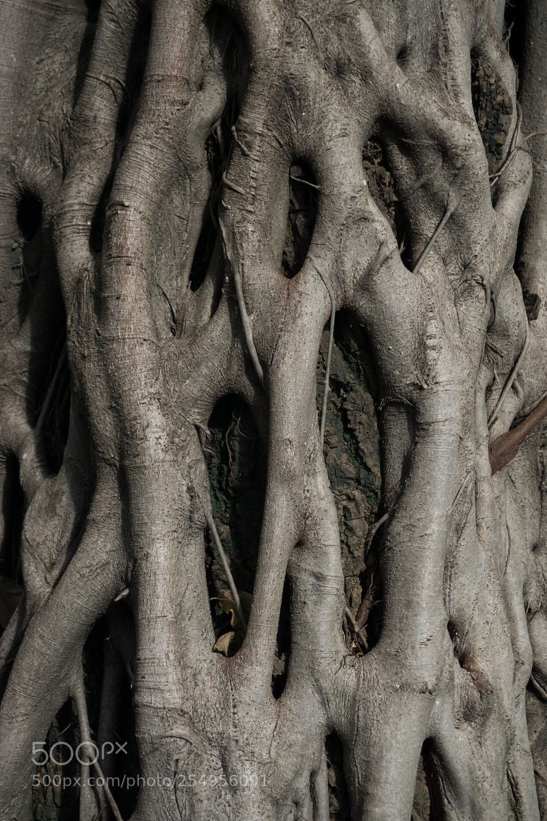 Sony a6000 sample photo. Big root cover tree photography