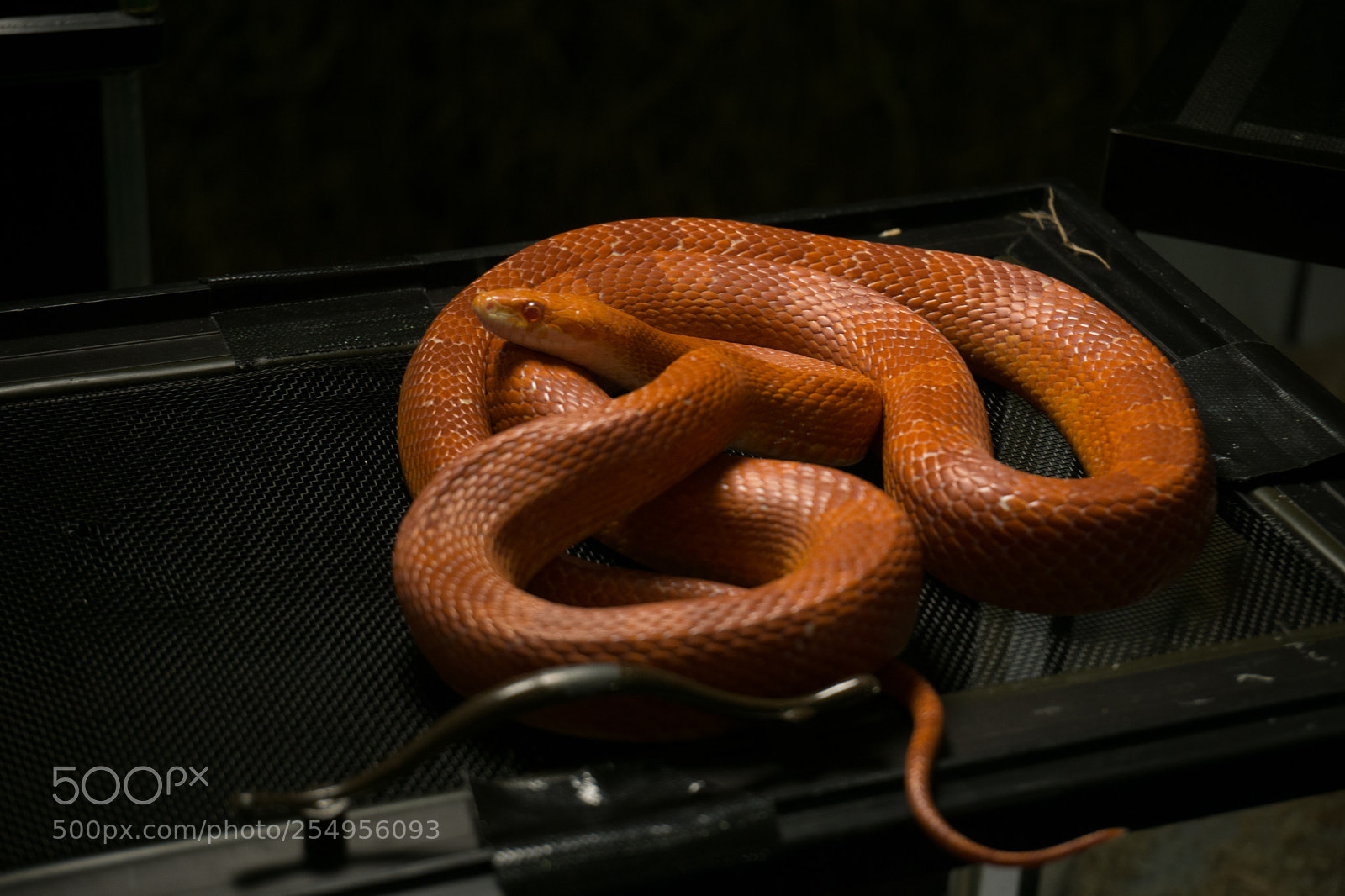 Sony a6000 sample photo. Corn snake on cage photography