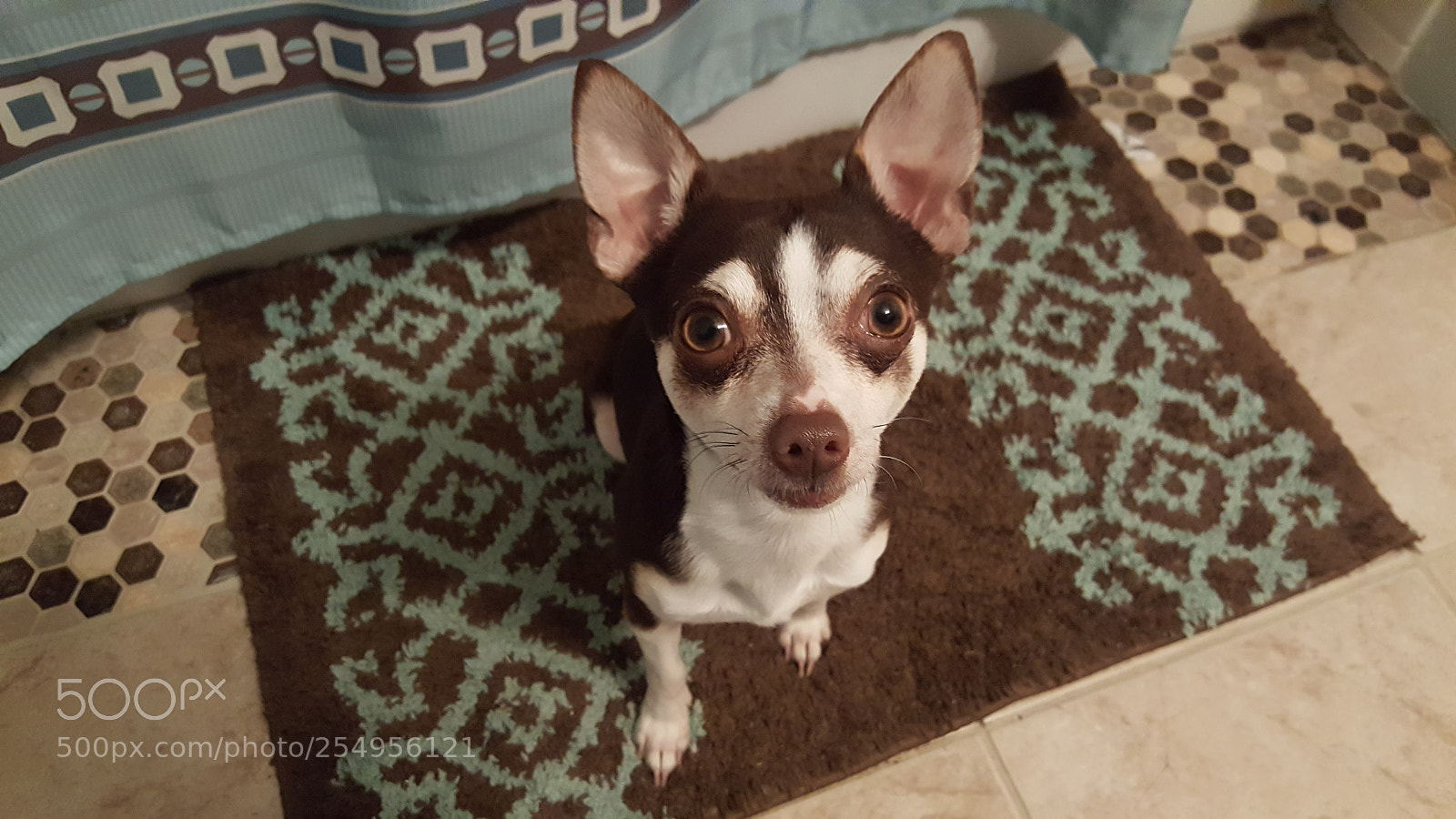 Samsung Galaxy Note5 sample photo. My turn for potty photography