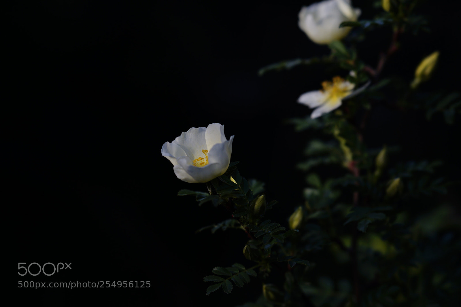 Sony a7 II sample photo. 花儿朵朵 photography