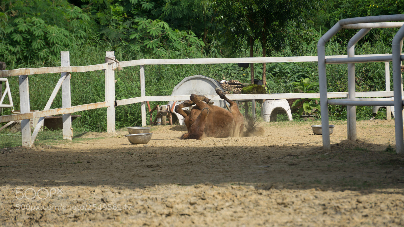 Sony a6000 sample photo. Horse slip on sand photography