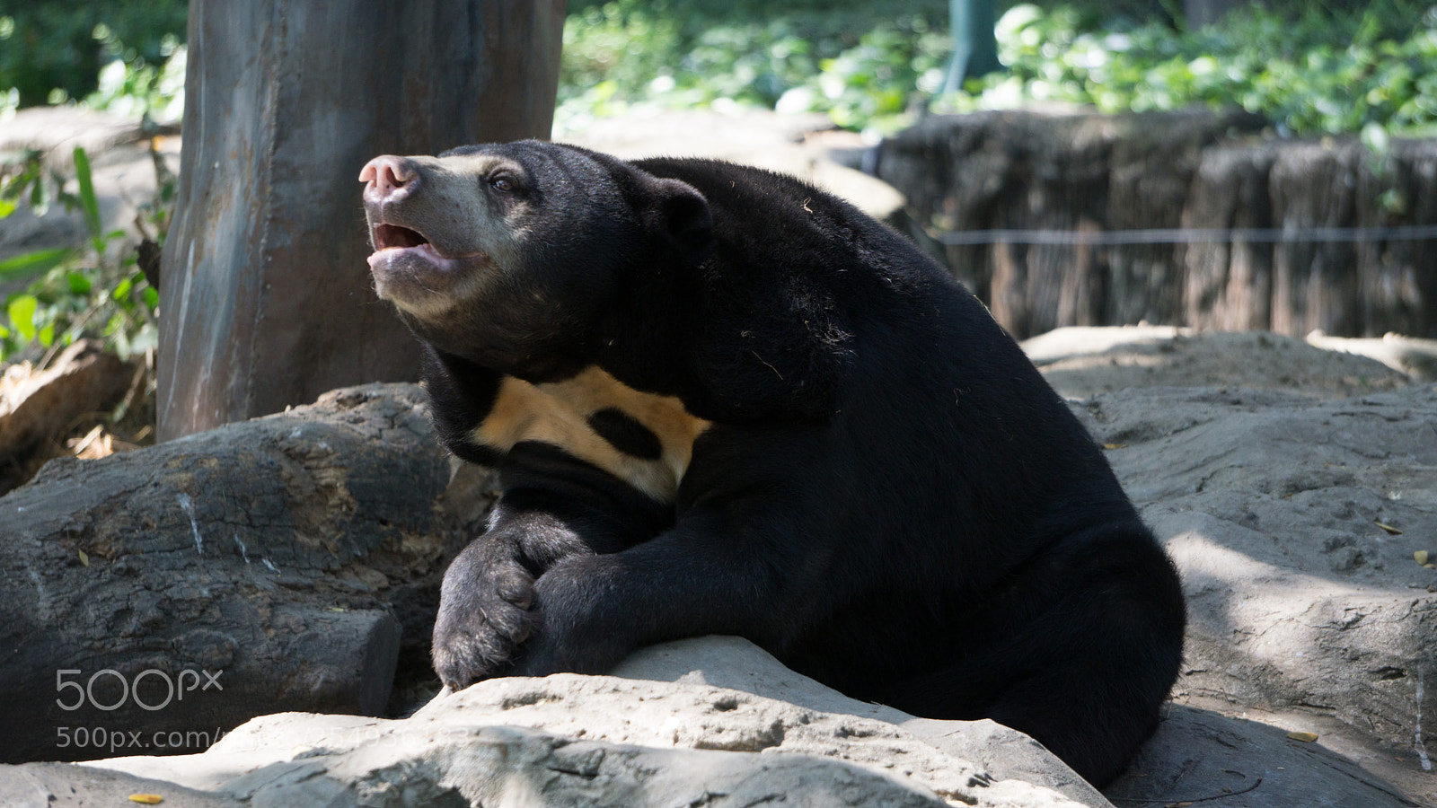 Sony a6000 sample photo. Asian black bear in photography