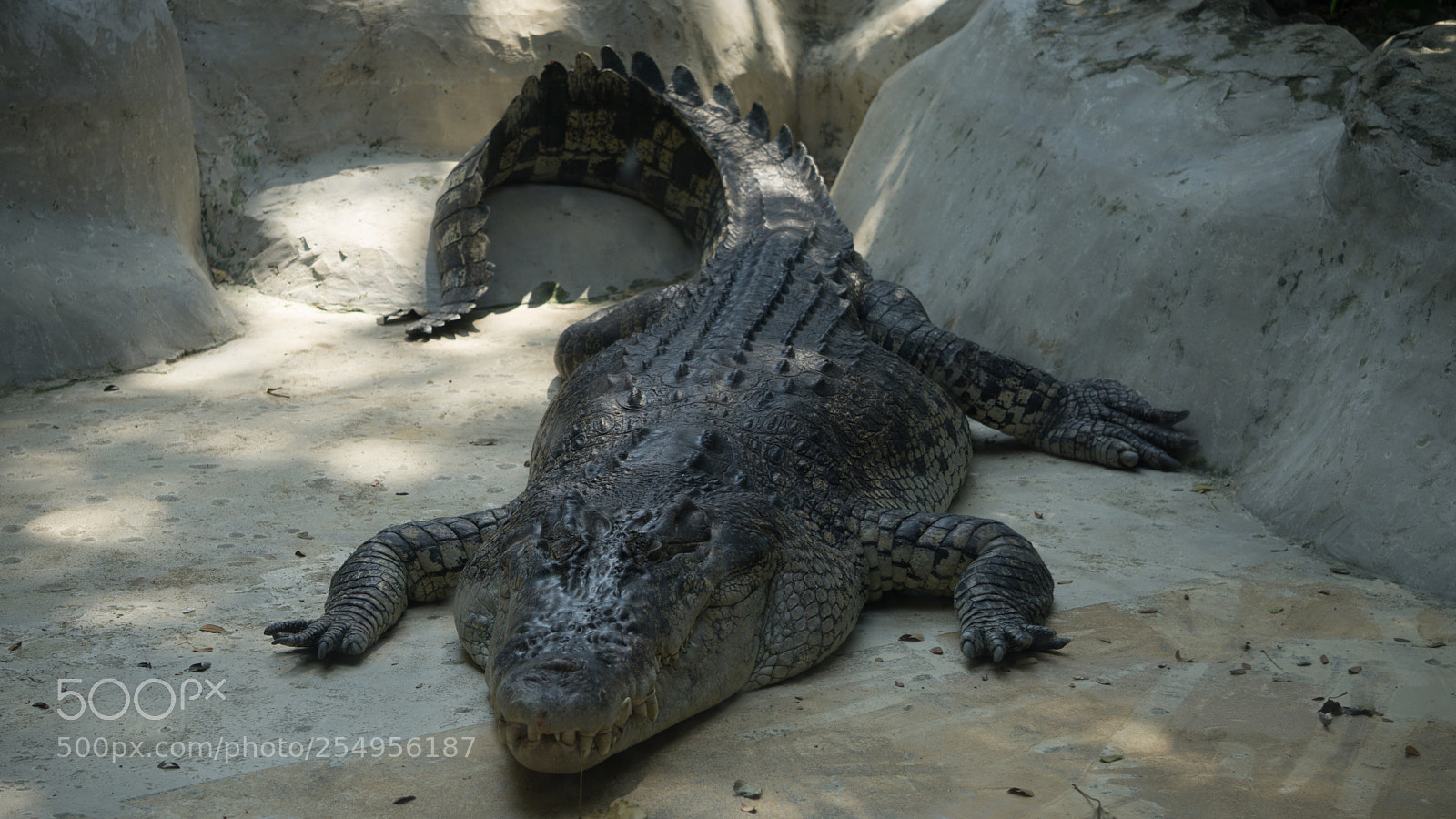 Sony a6000 sample photo. Large crocodile in zoo photography