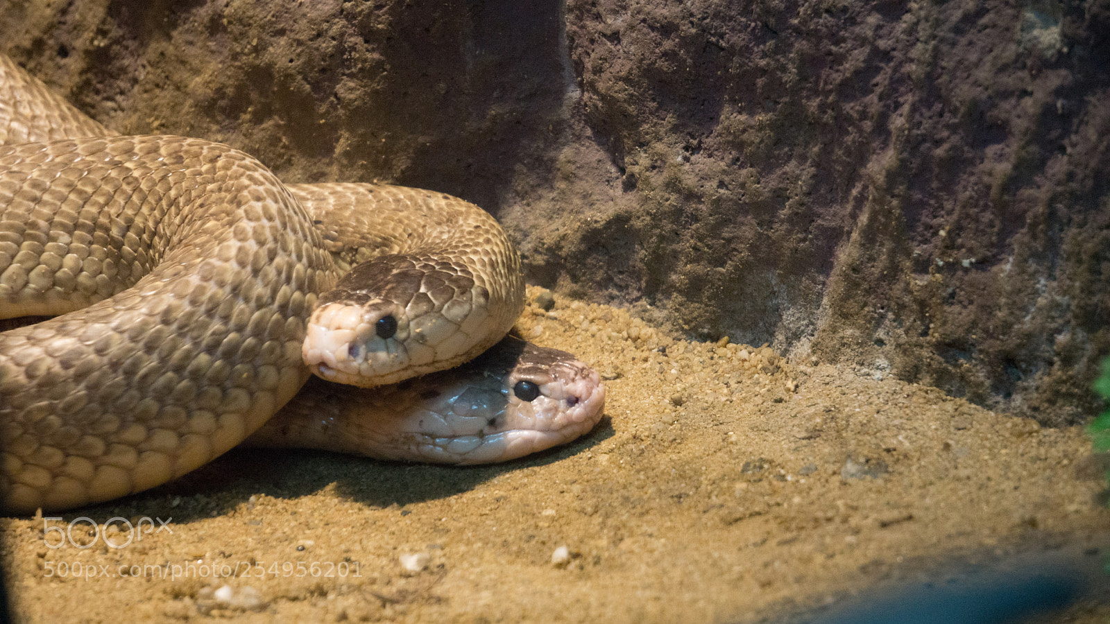 Sony a6000 sample photo. Large crocodile in zoo photography