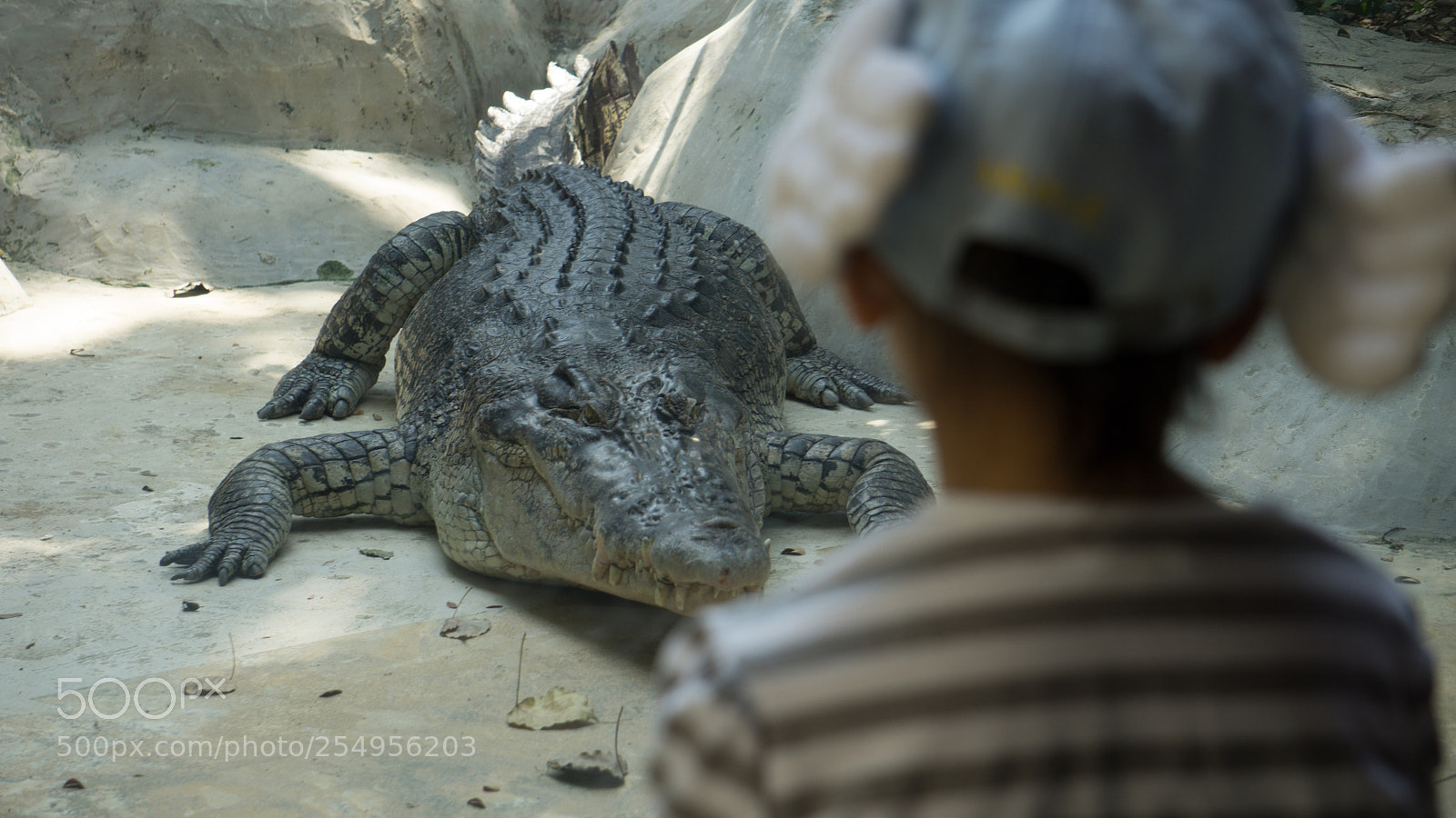 Sony a6000 sample photo. Big crocodile with little photography
