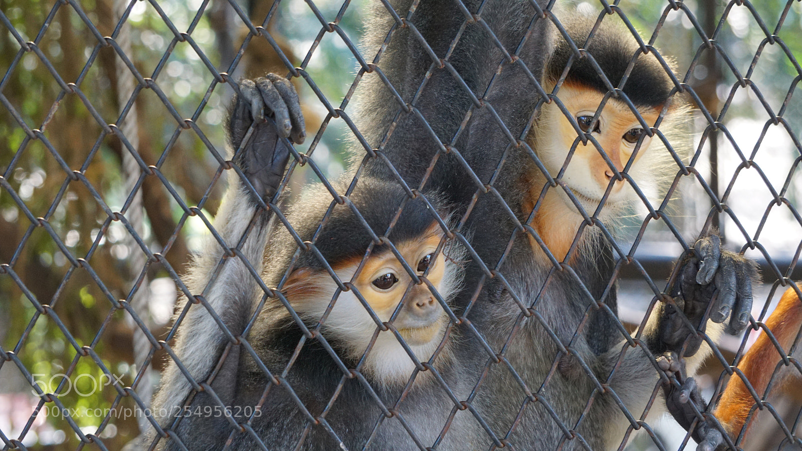 Sony a6000 sample photo. Couple monkey looking in photography