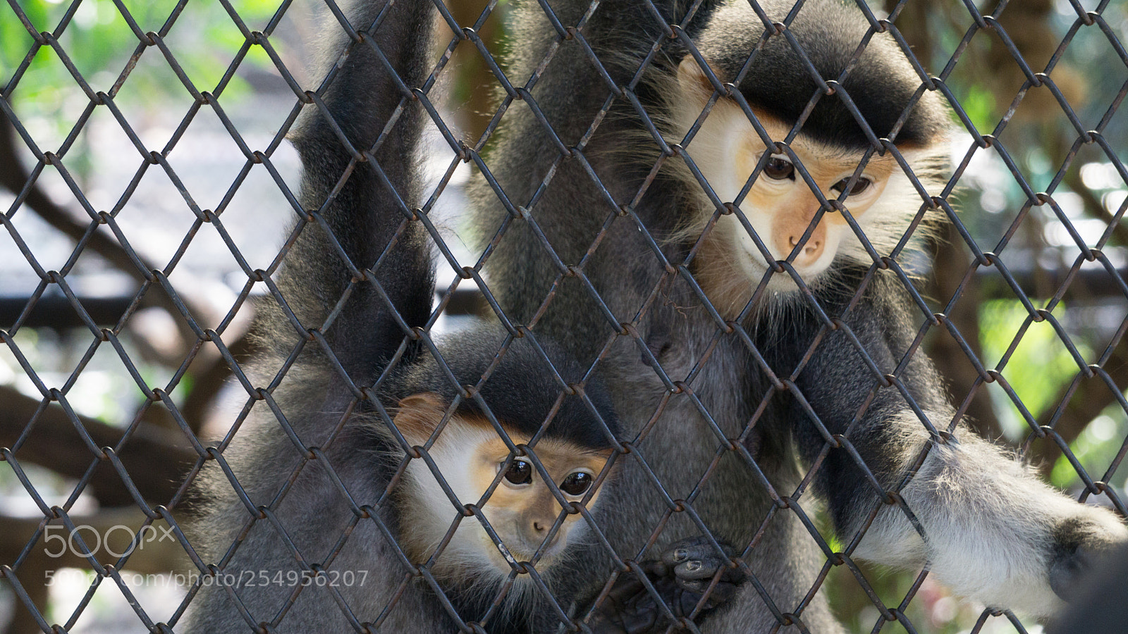 Sony a6000 sample photo. Couple monkey looking in photography