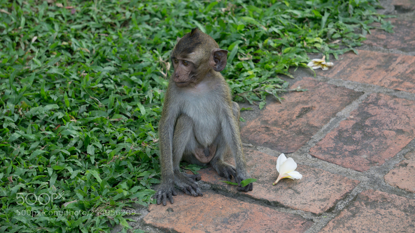 Sony a6000 sample photo. Little monkey on walkway photography