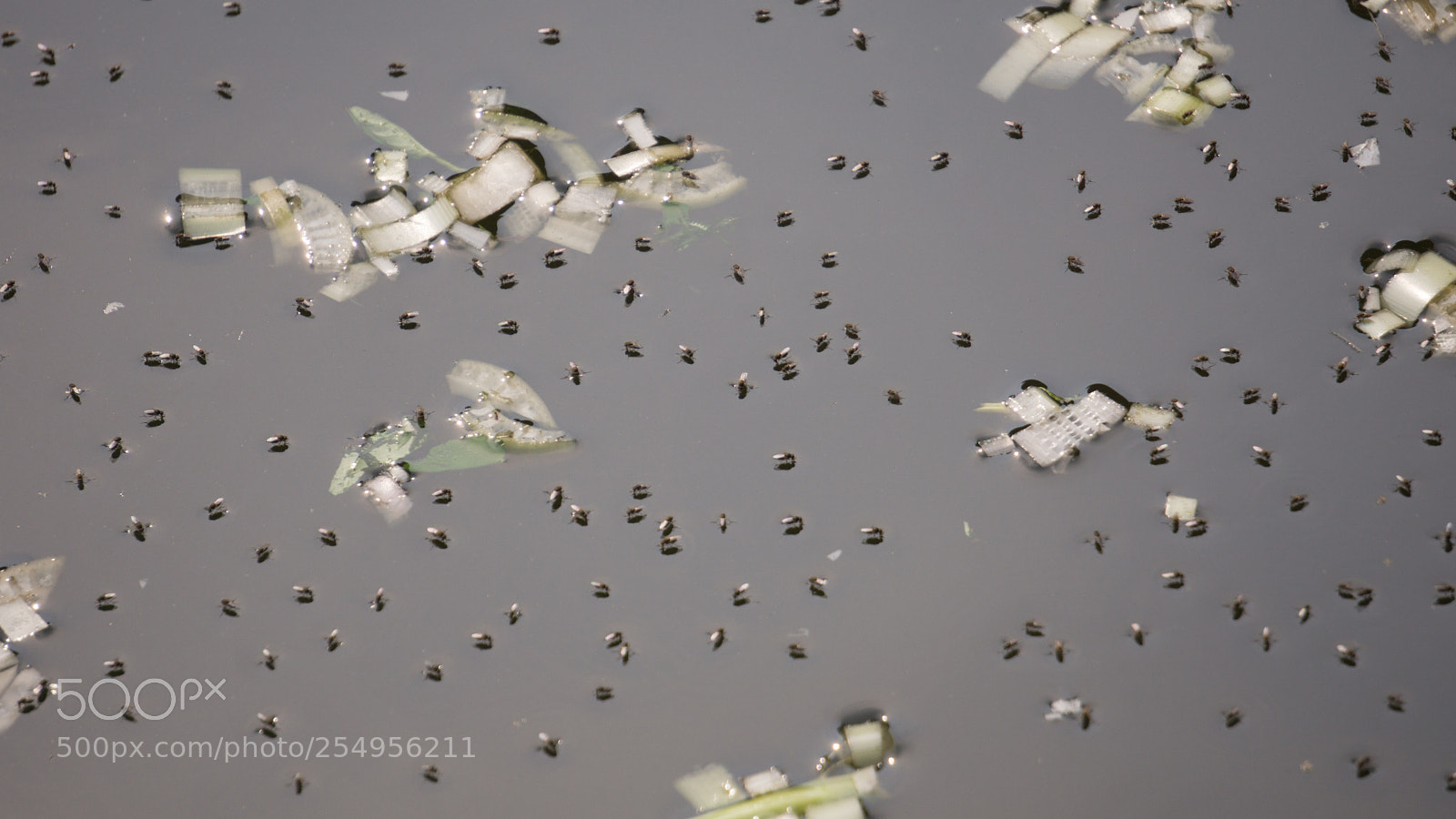 Sony a6000 sample photo. 020.jpg photography