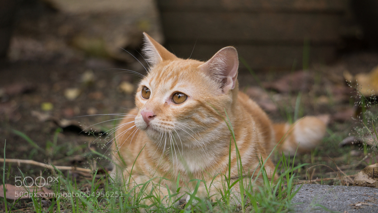 Sony a6000 sample photo. Little cat in garden photography