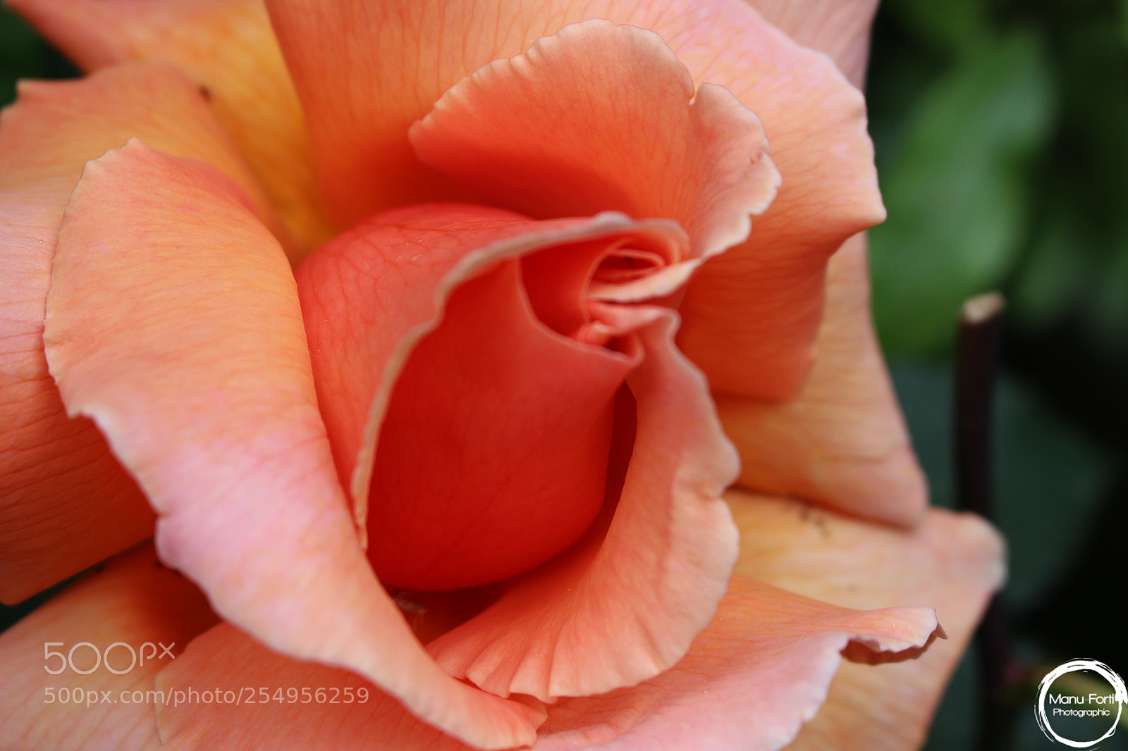 Canon EOS 700D (EOS Rebel T5i / EOS Kiss X7i) sample photo. A day at the photography
