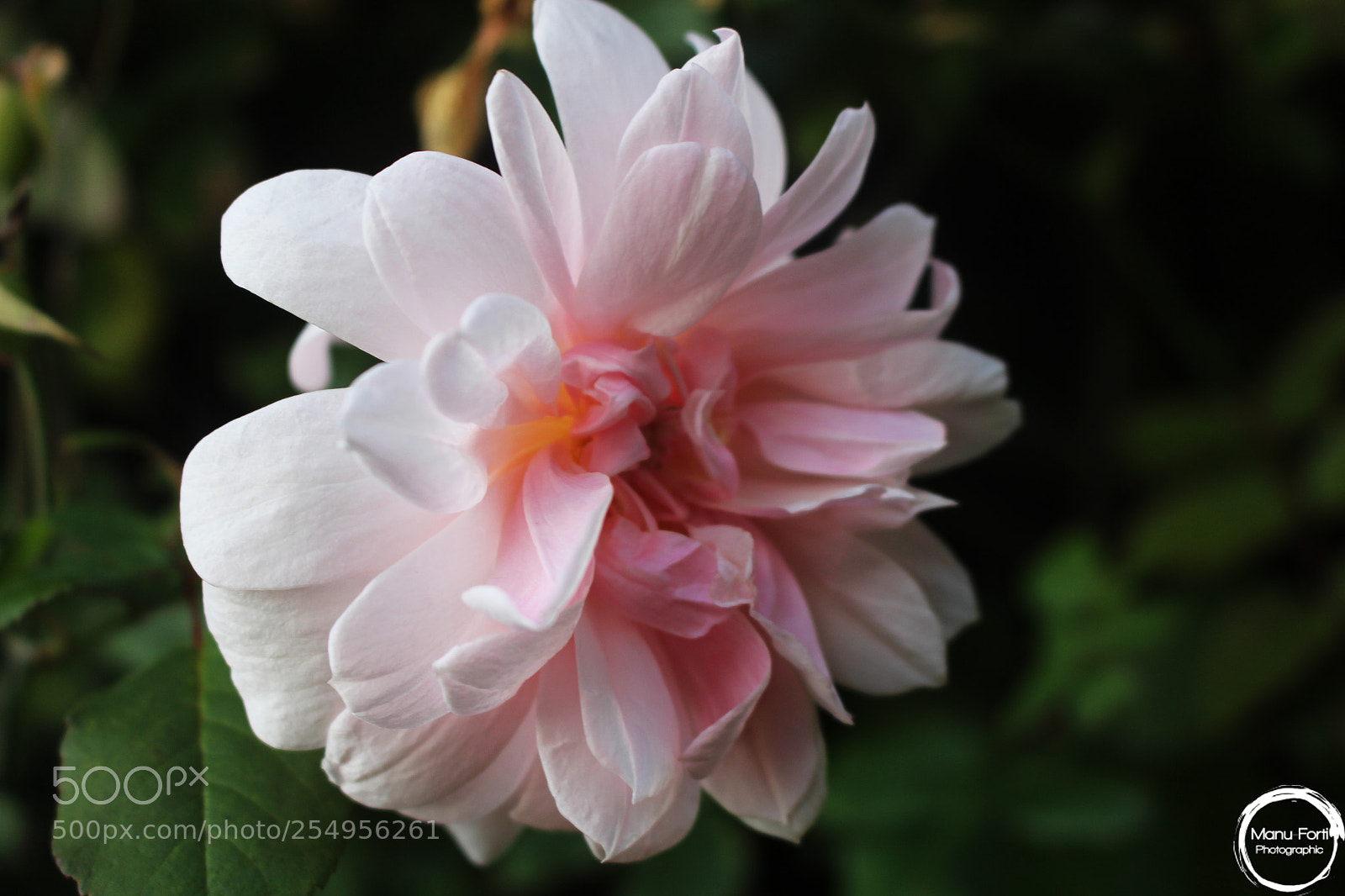 Canon EOS 700D (EOS Rebel T5i / EOS Kiss X7i) sample photo. A day at the photography
